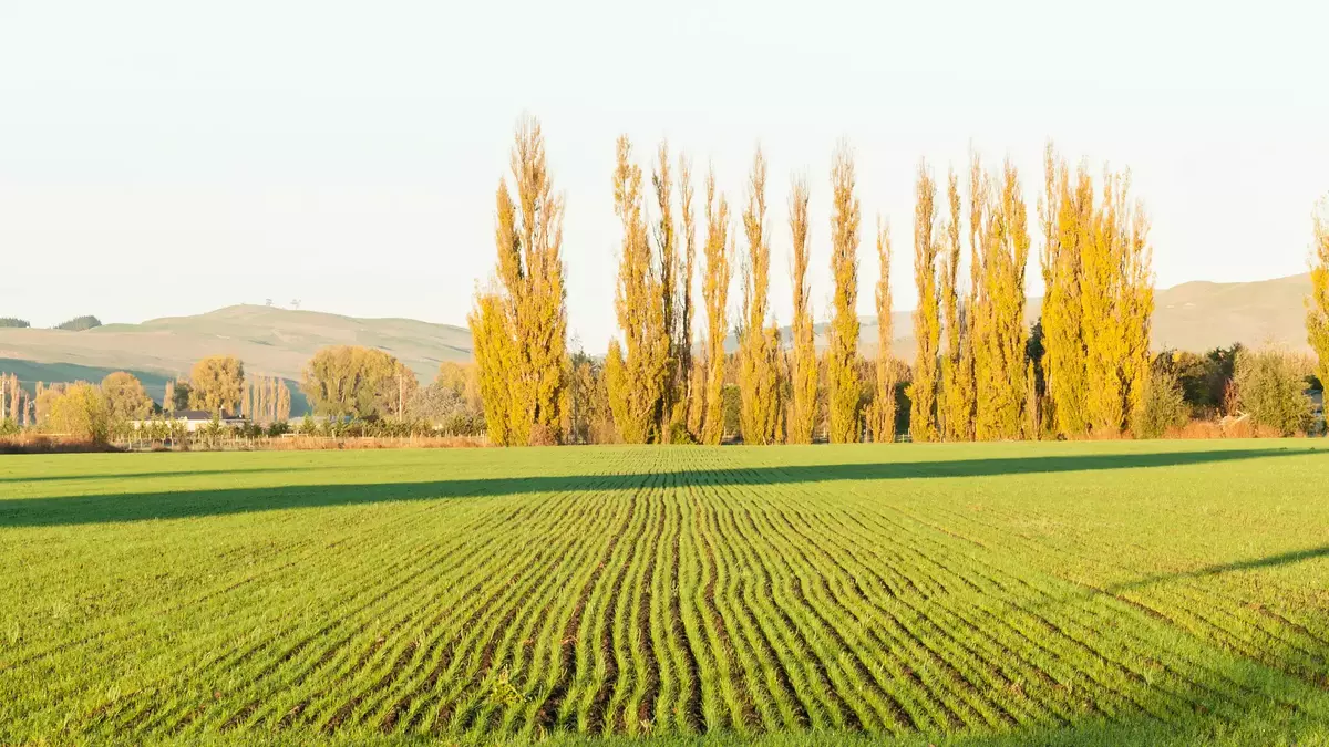 A wide landscape of a green field with neatly planted rows in Hawke's Bay, featuring tall golden poplar trees and rolling hills in the background under soft afternoon light. Main Image