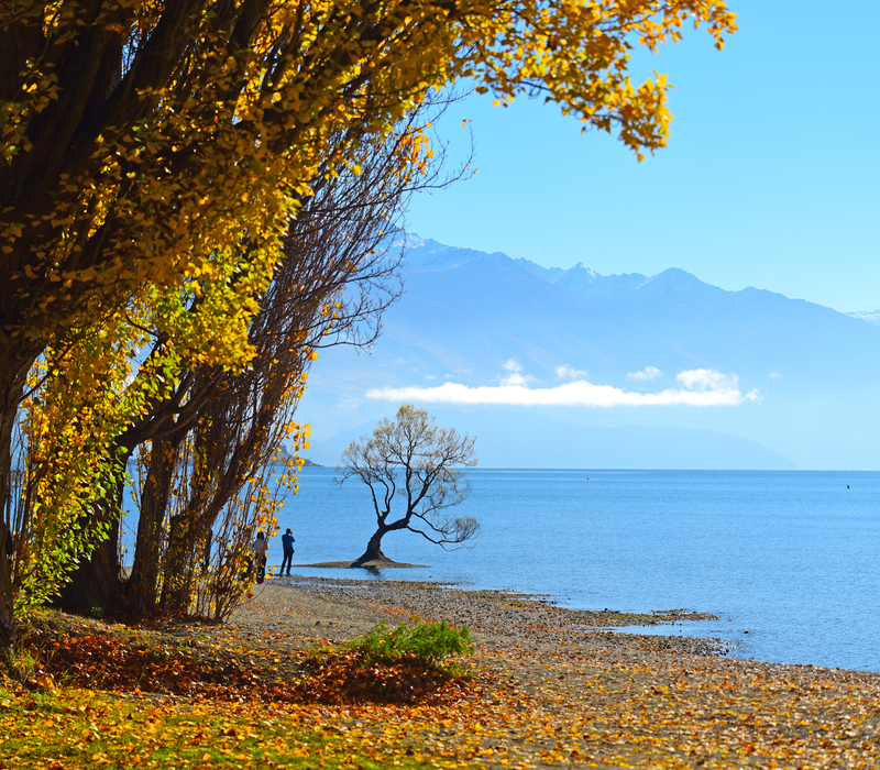 South Island Spectacular