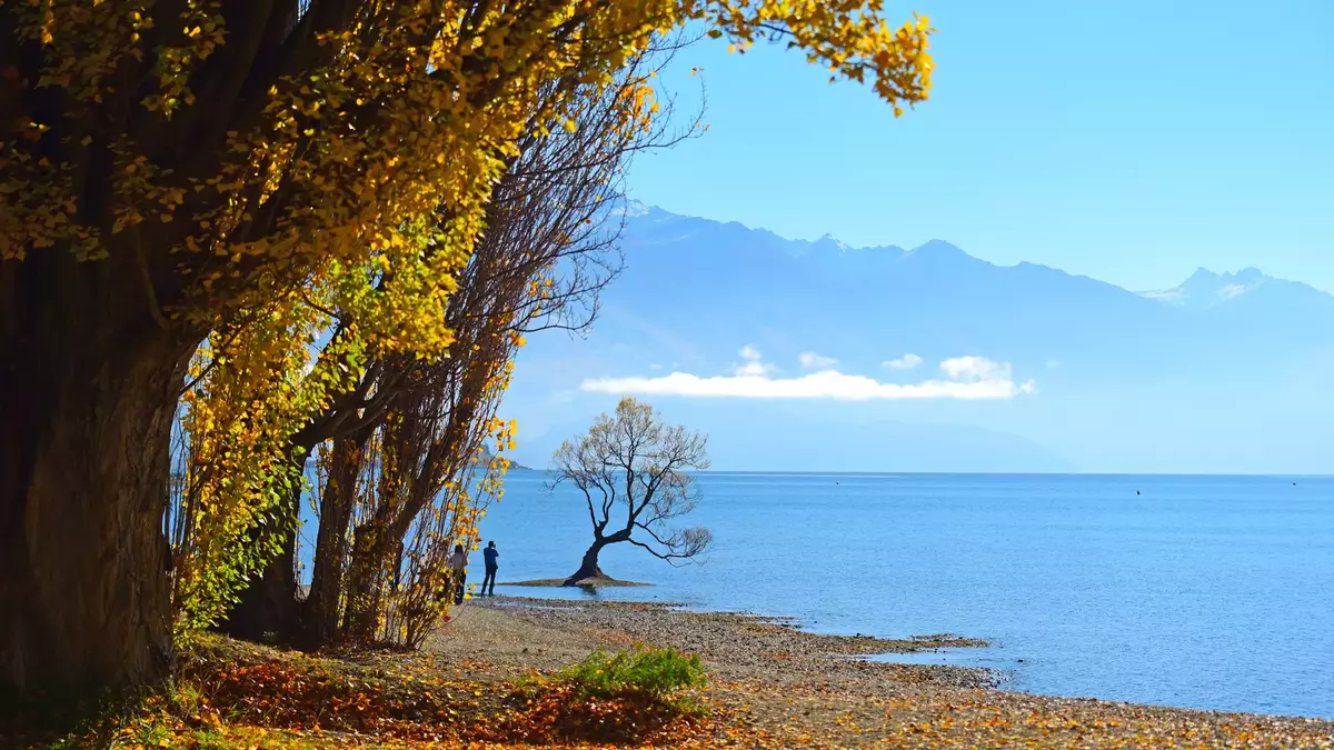 Tree in lake with golden autumn leaves on shore and mountains in background Main Image