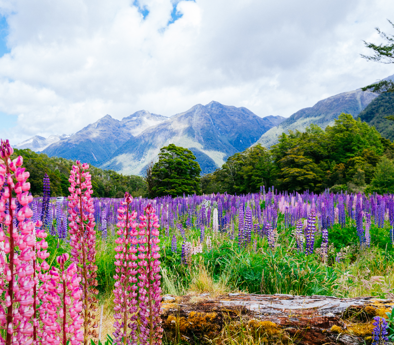 Fiordland Escape Package