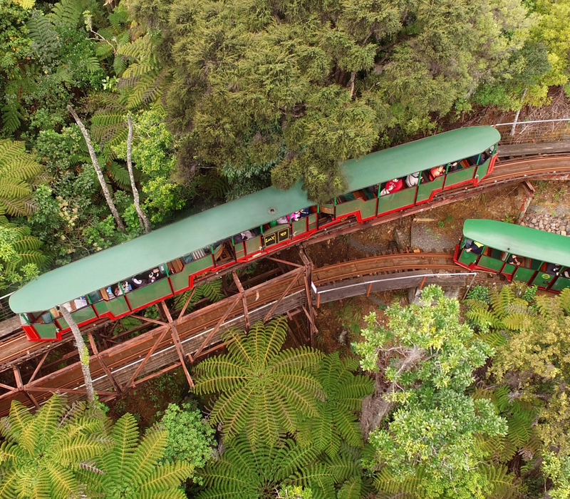 Pure Discoveries Rimu Tour