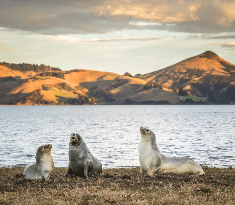 Southeast Coastal Wildlife
