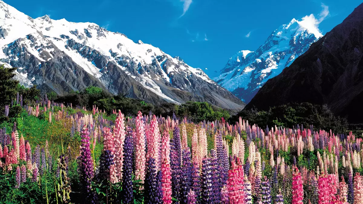 Colorful lupin flowers in front of snow-covered mountains under a bright blue sky. Main Image