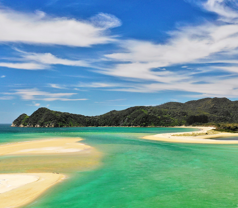 Pure Discoveries Pohutukawa Tour