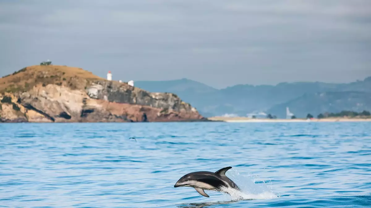 Dolphin jumping out of the ocean with island and lighthouse in the background Main Image