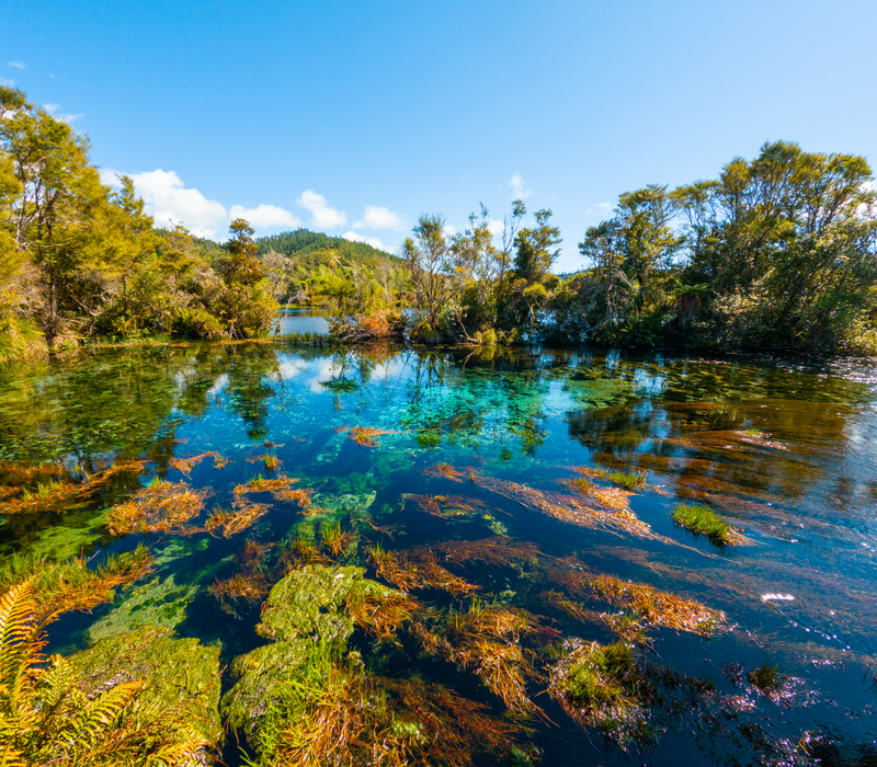 South Island Encounter