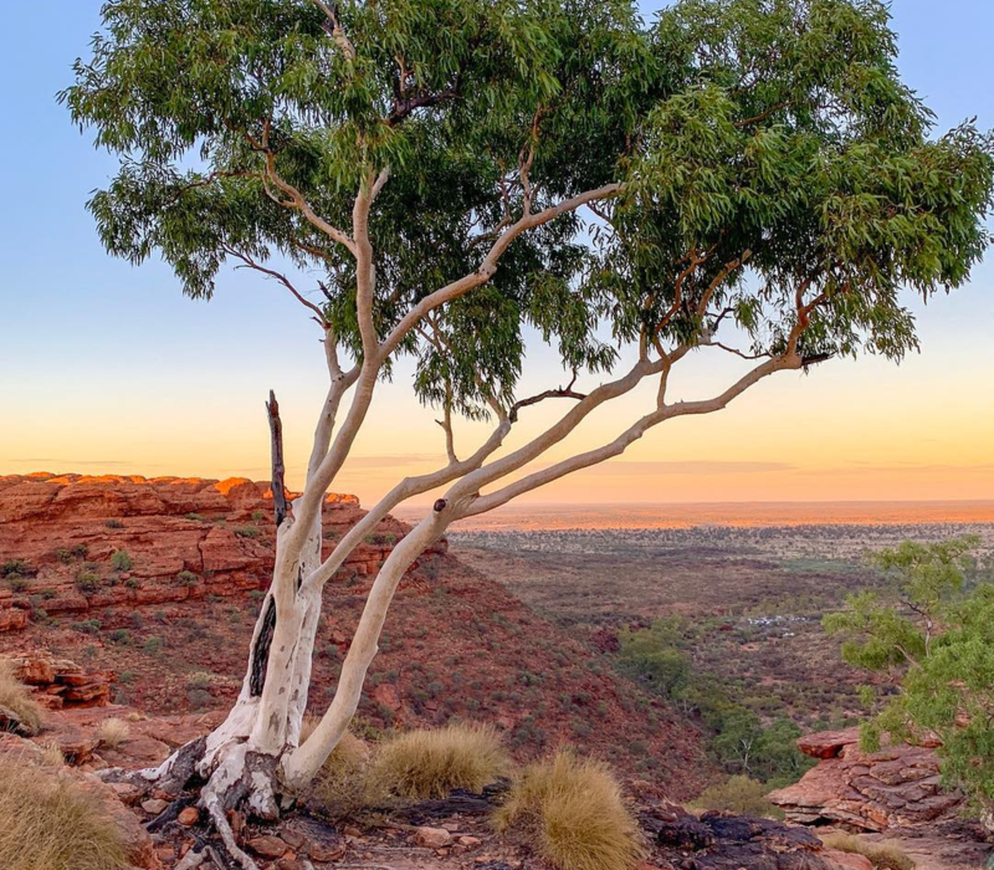 A native eucalyptus tree growing on the rocky edge of Kings Canyon in the Northern Territory during a golden sunset.