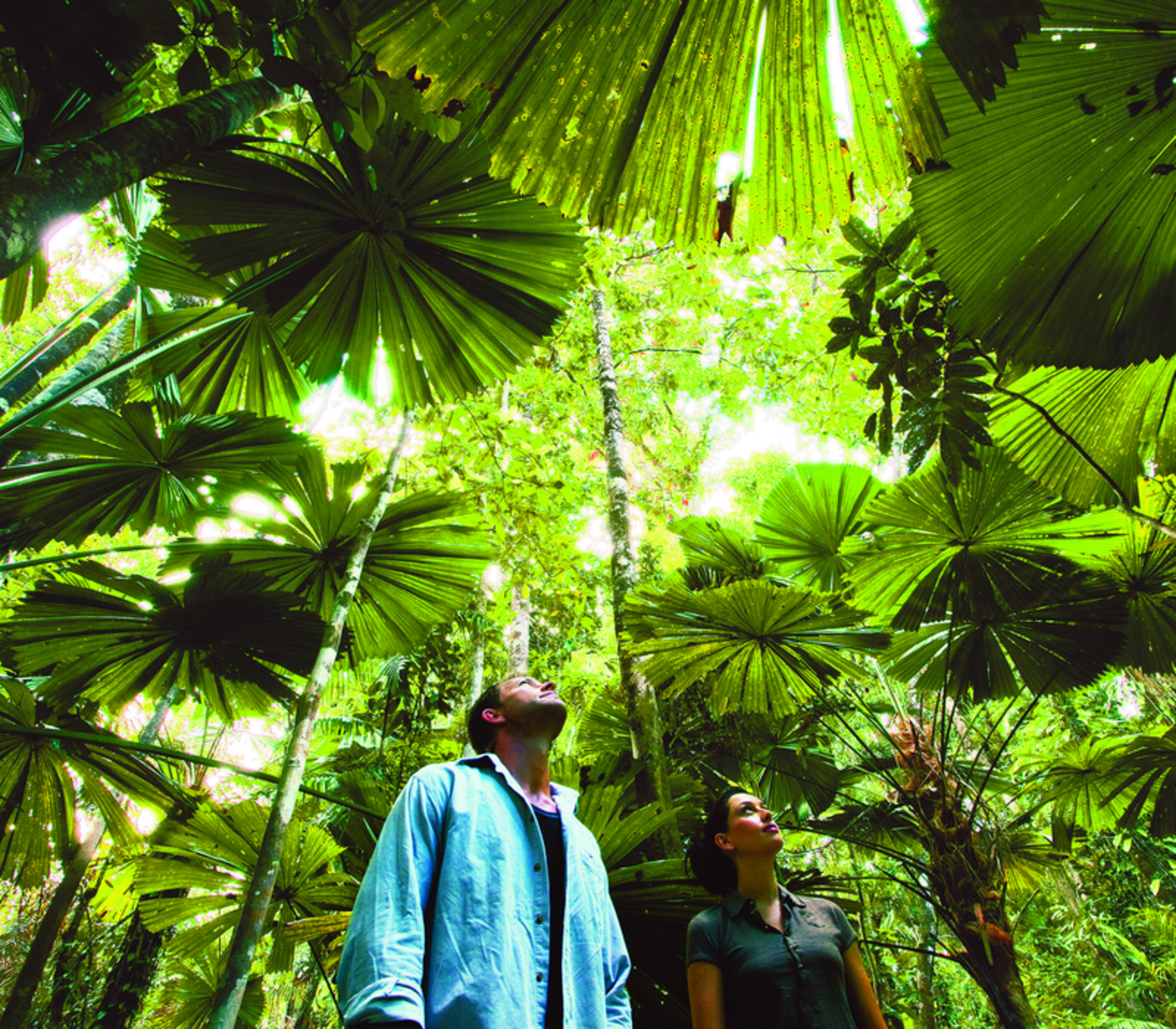 Two people standing beneath a dense canopy of large tropical fan palms in the Daintree Rainforest, Queensland.