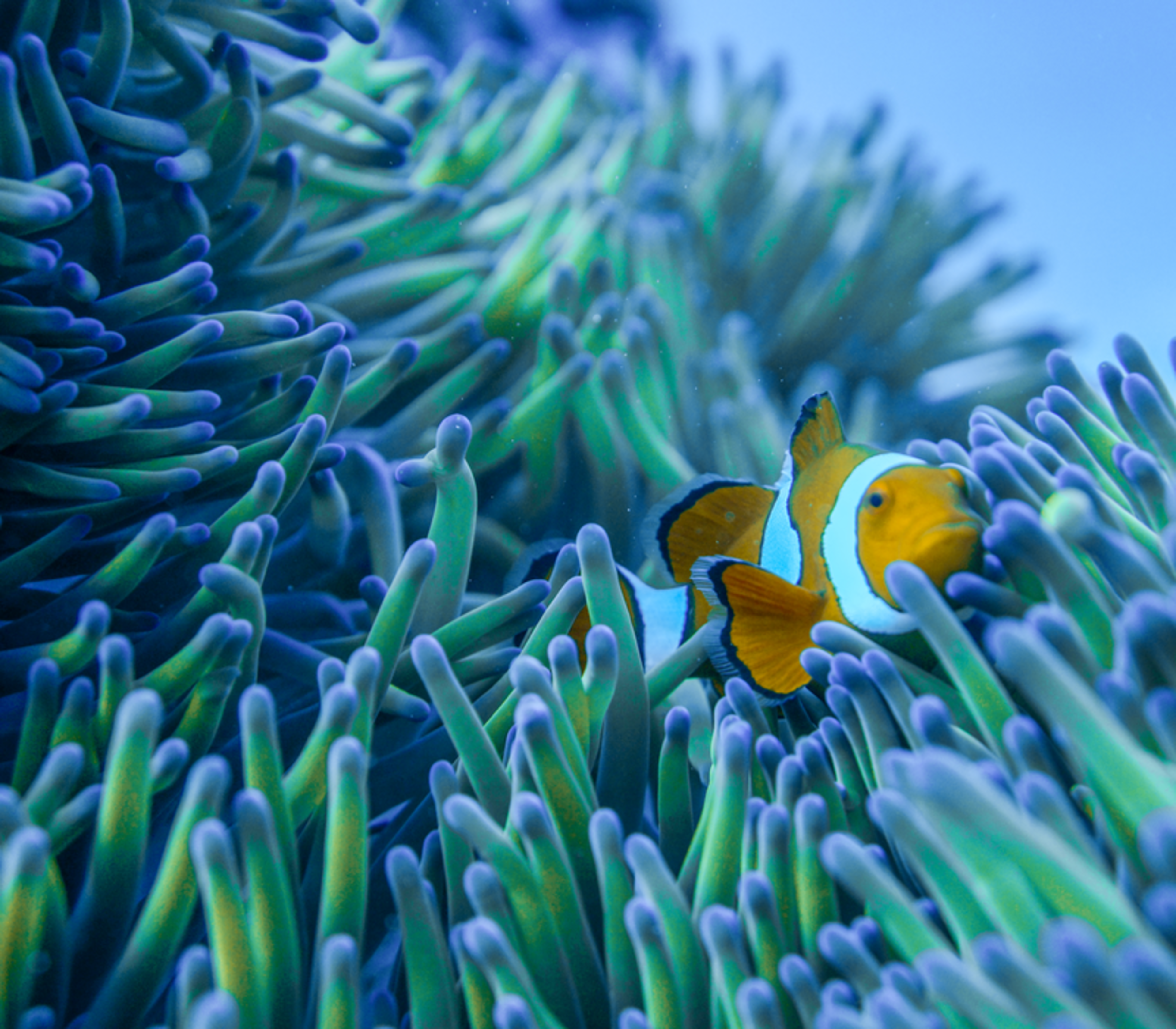 A bright orange clownfish swimming among blue-tipped anemone tentacles in the Great Barrier Reef.