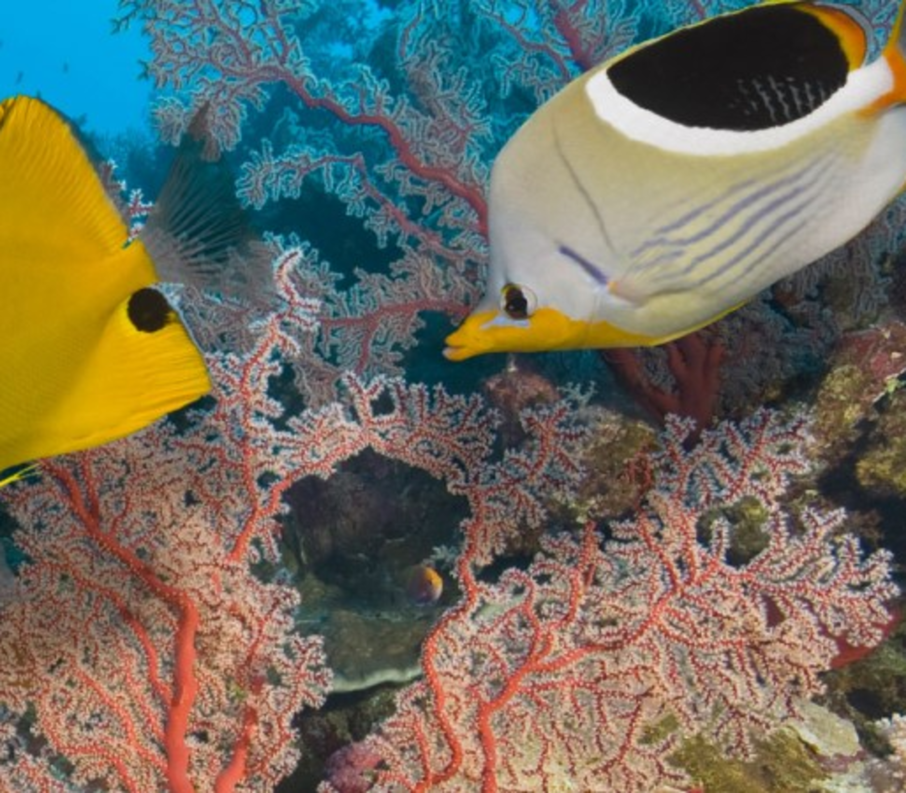 Wide underwater shot of colourful tropical fish and intricate coral reef structures in the Great Barrier Reef, Queensland.