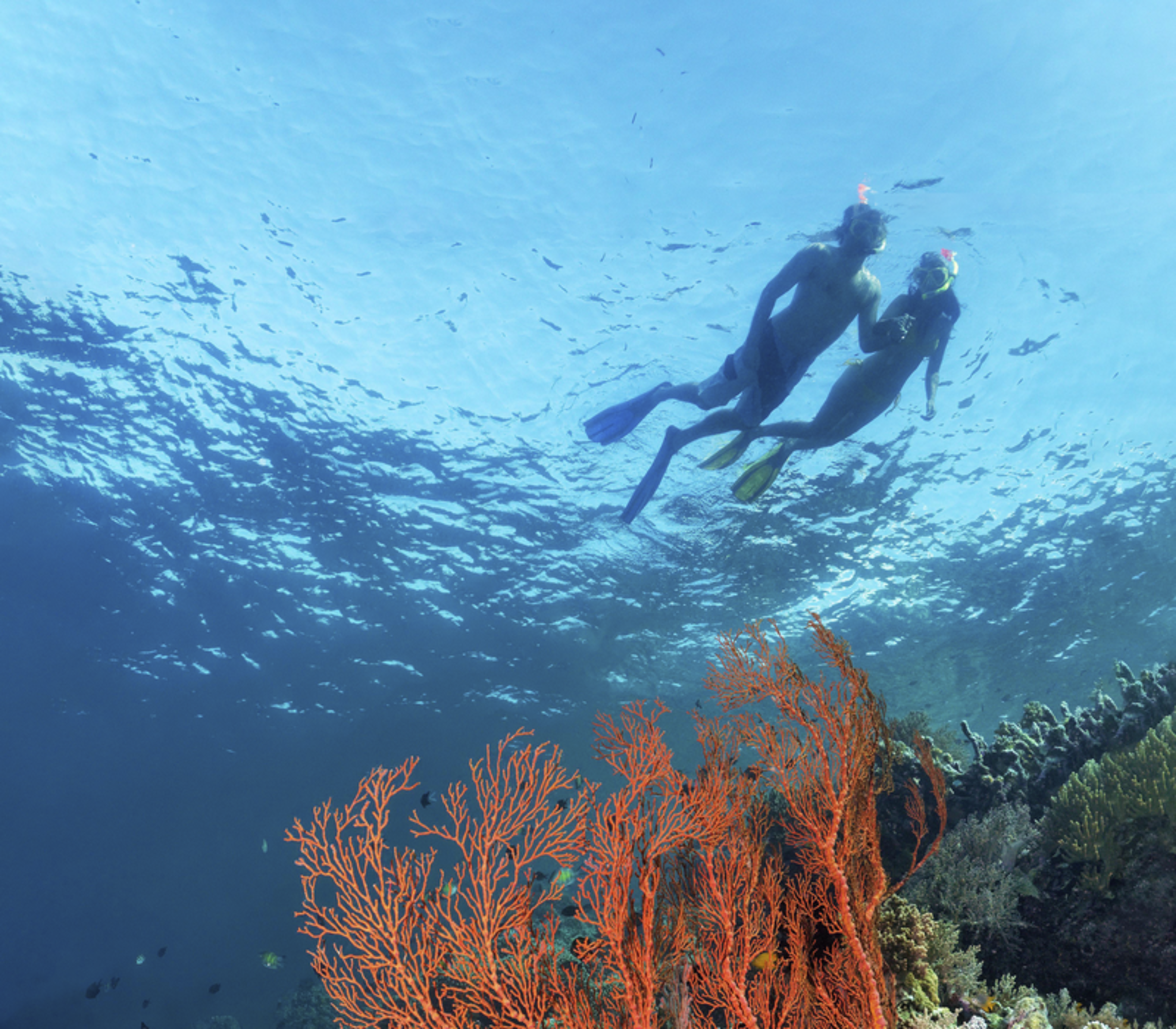 Underwater view of two people snorkelling above a large orange fan coral in a bright blue ocean.
