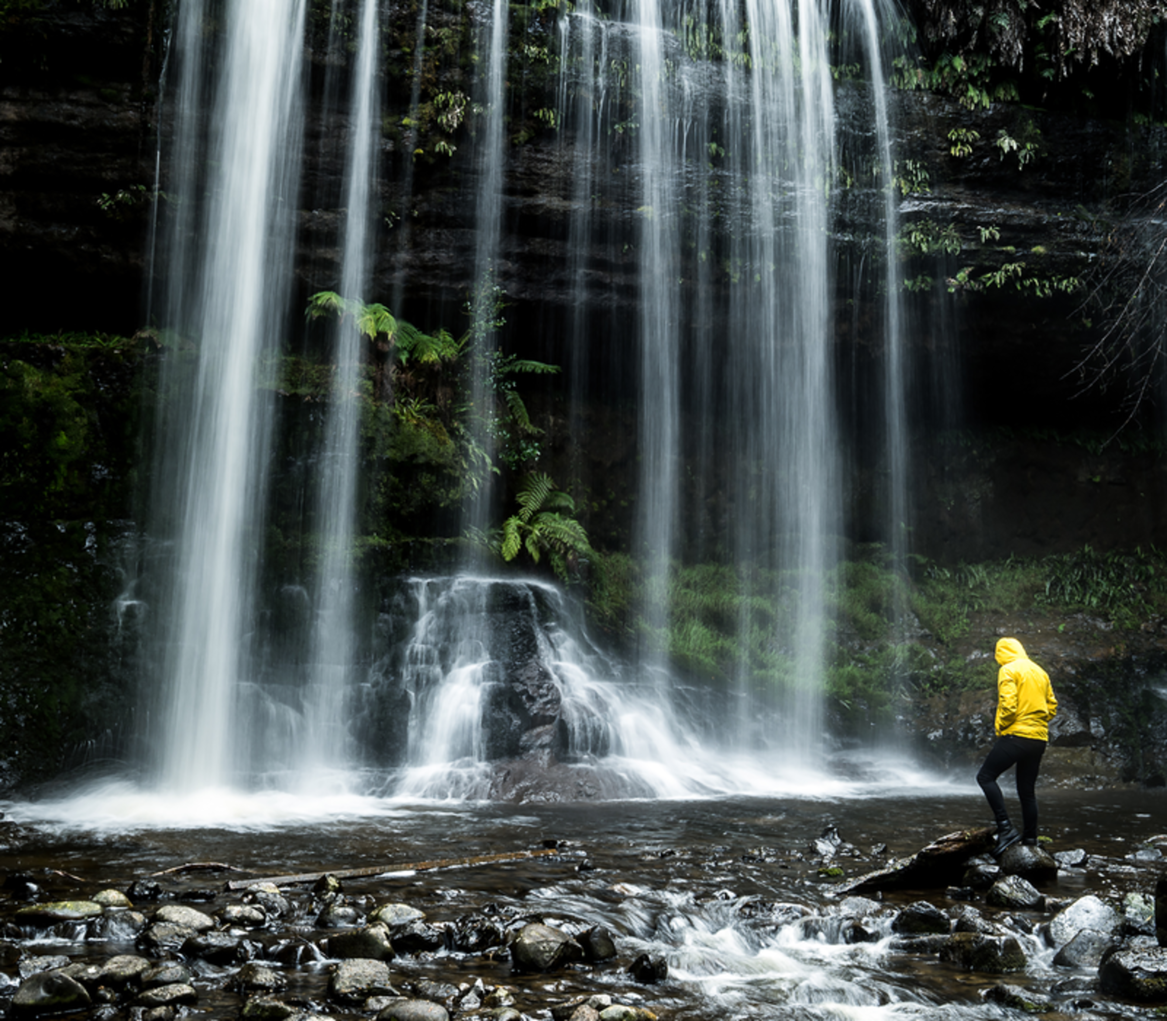 A person in a yellow raincoat standing at the base of a large, multi-tiered waterfall surrounded by green ferns in Tasmania.