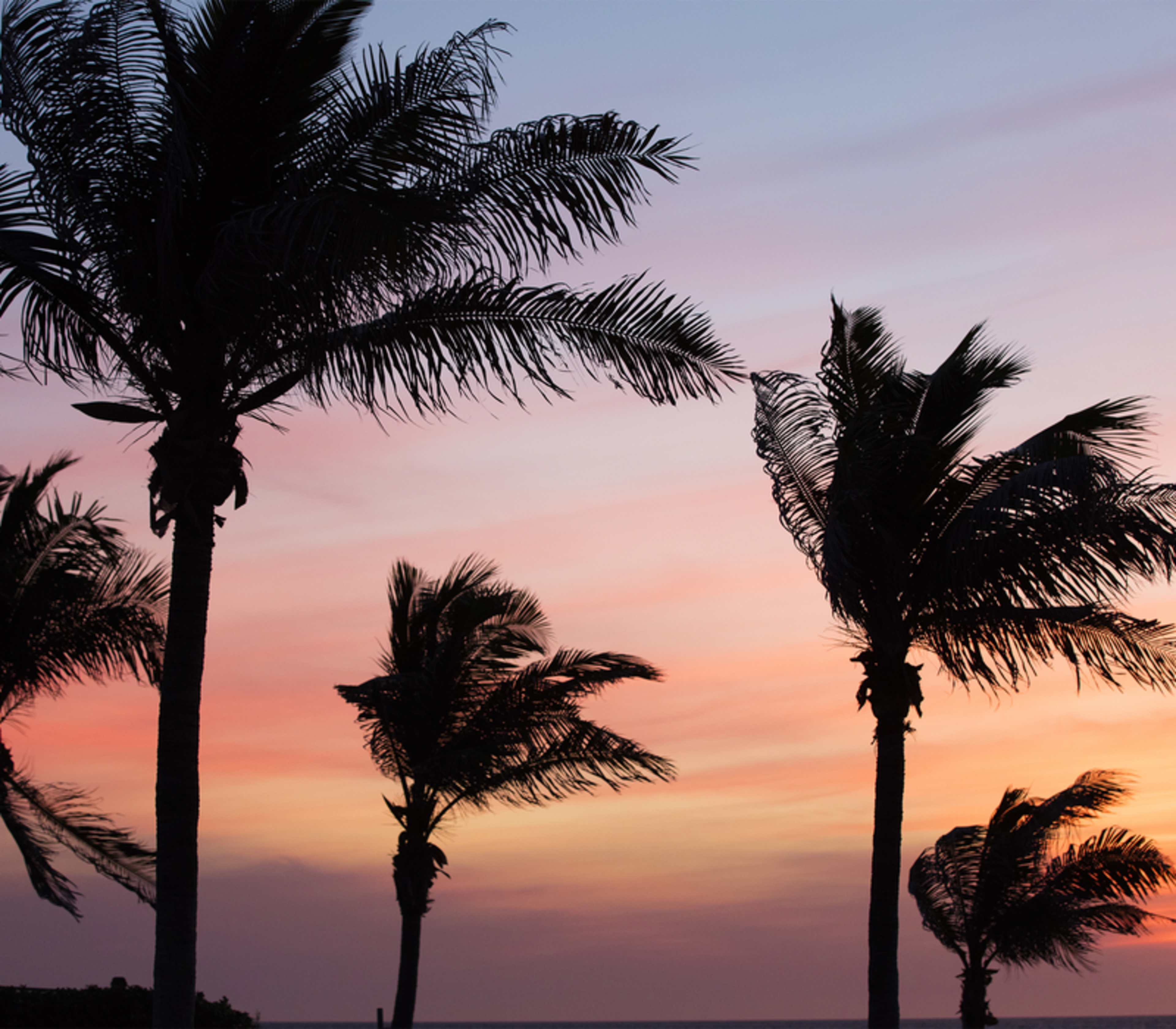 Tall palm trees silhouetted against a colorful dusk sky in Broome, Western Australia.