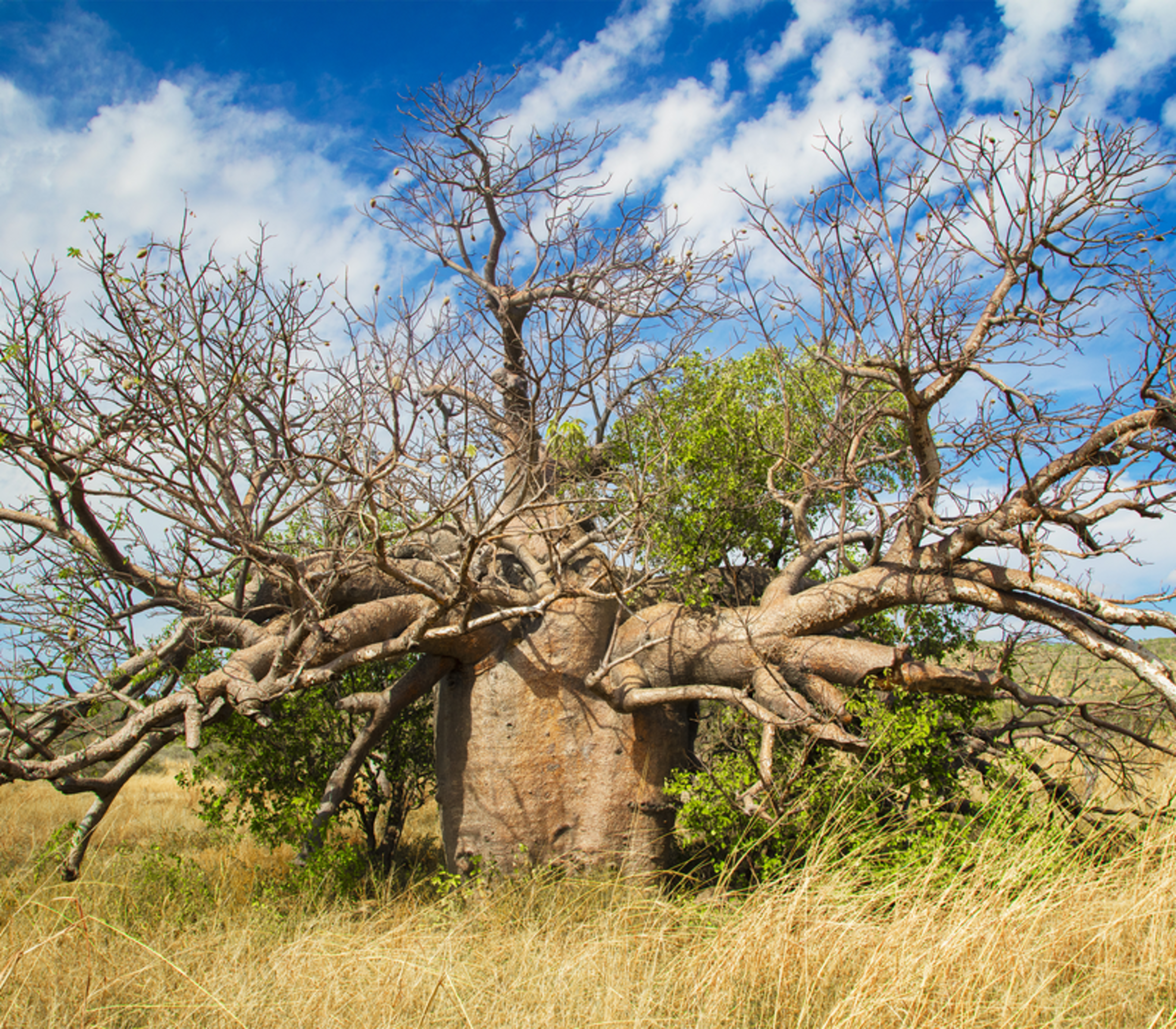 A large, multi-limbed Boab tree centered in a dry grass field under a blue sky with wispy clouds in Western Australia.