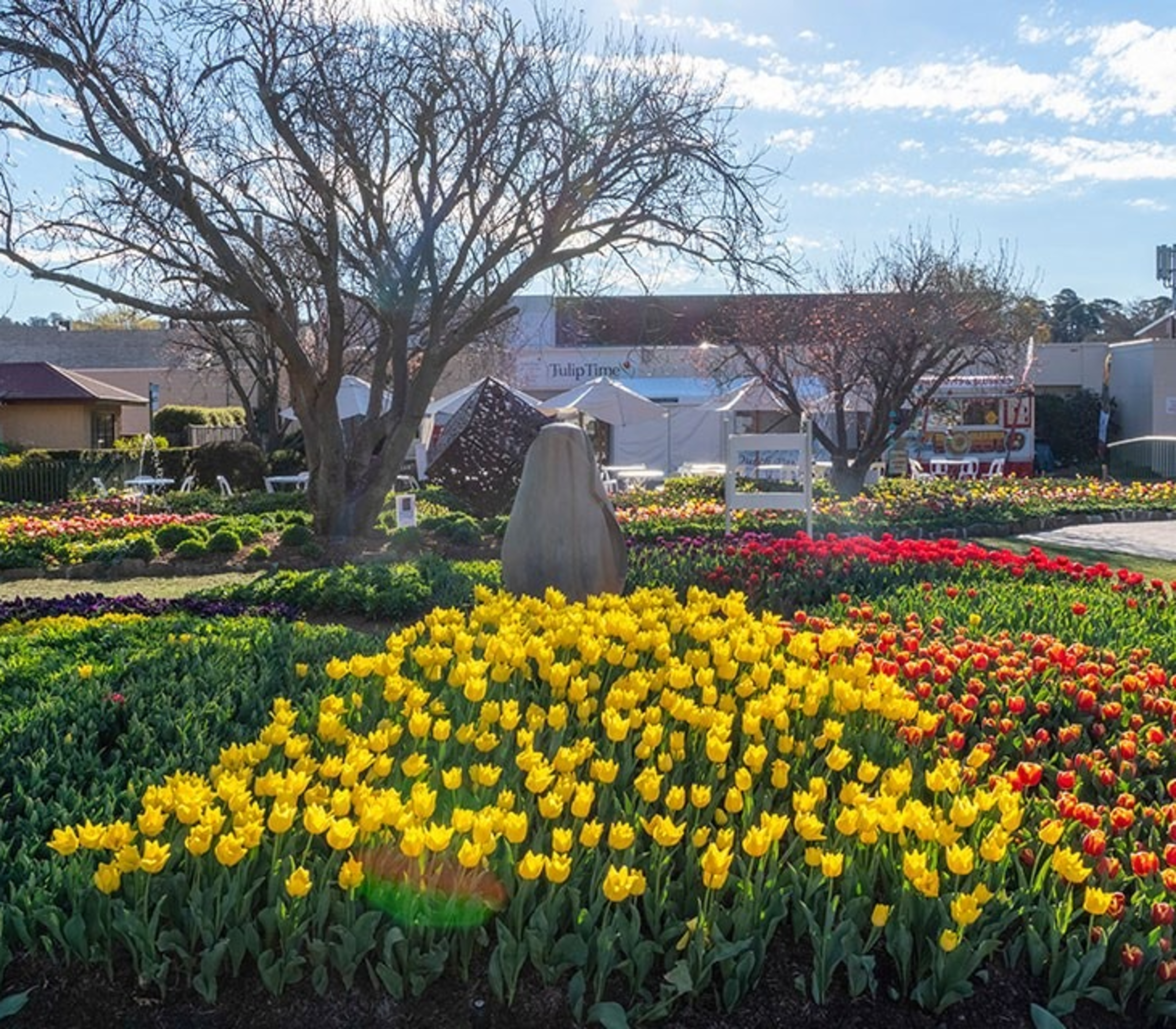 ide panoramic shot of manicured garden beds filled with yellow and orange tulips under a bright blue sky in Bowral.