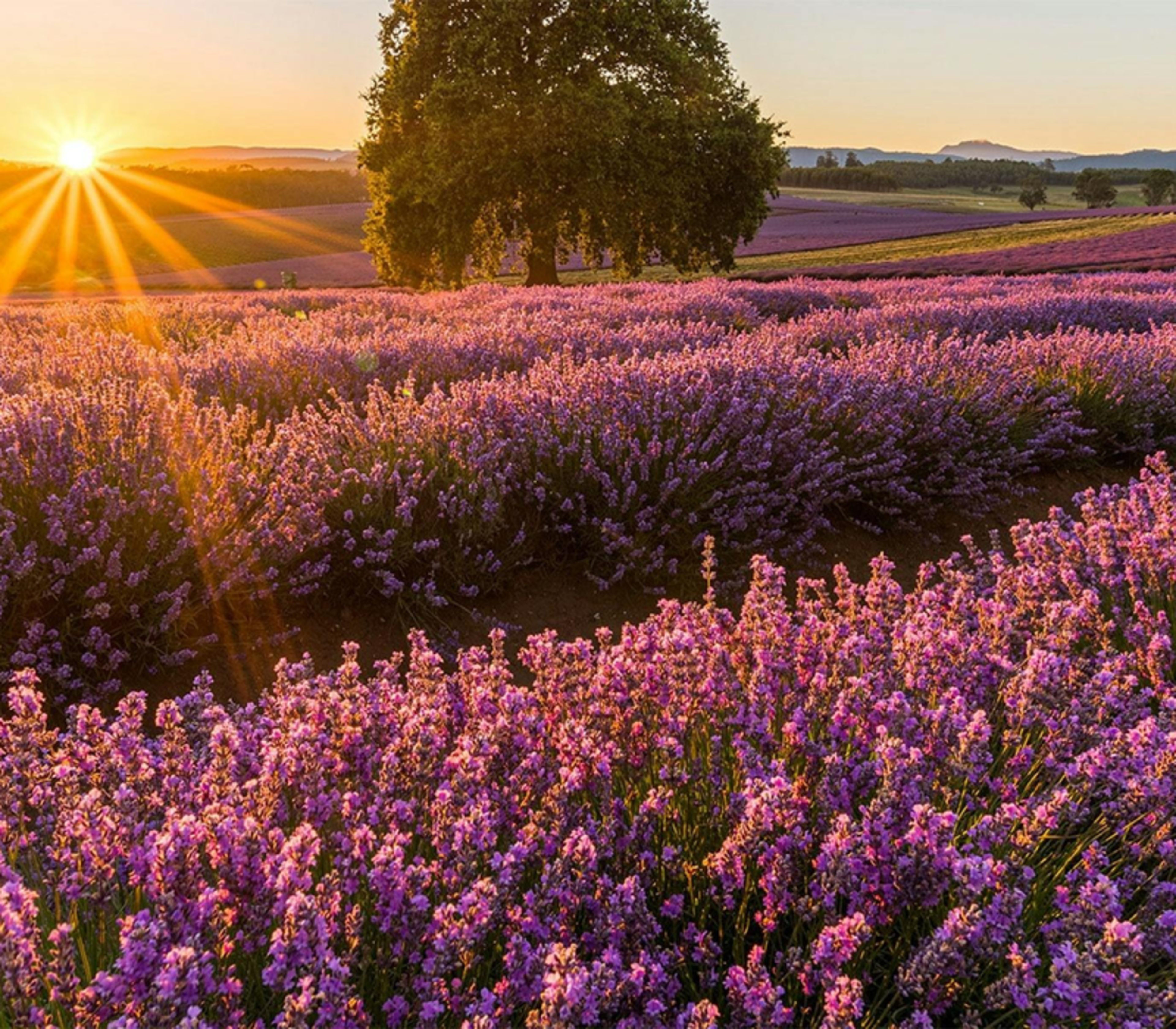 A vast field of blooming purple lavender at sunset with a large tree in the center and mountains in the distance.