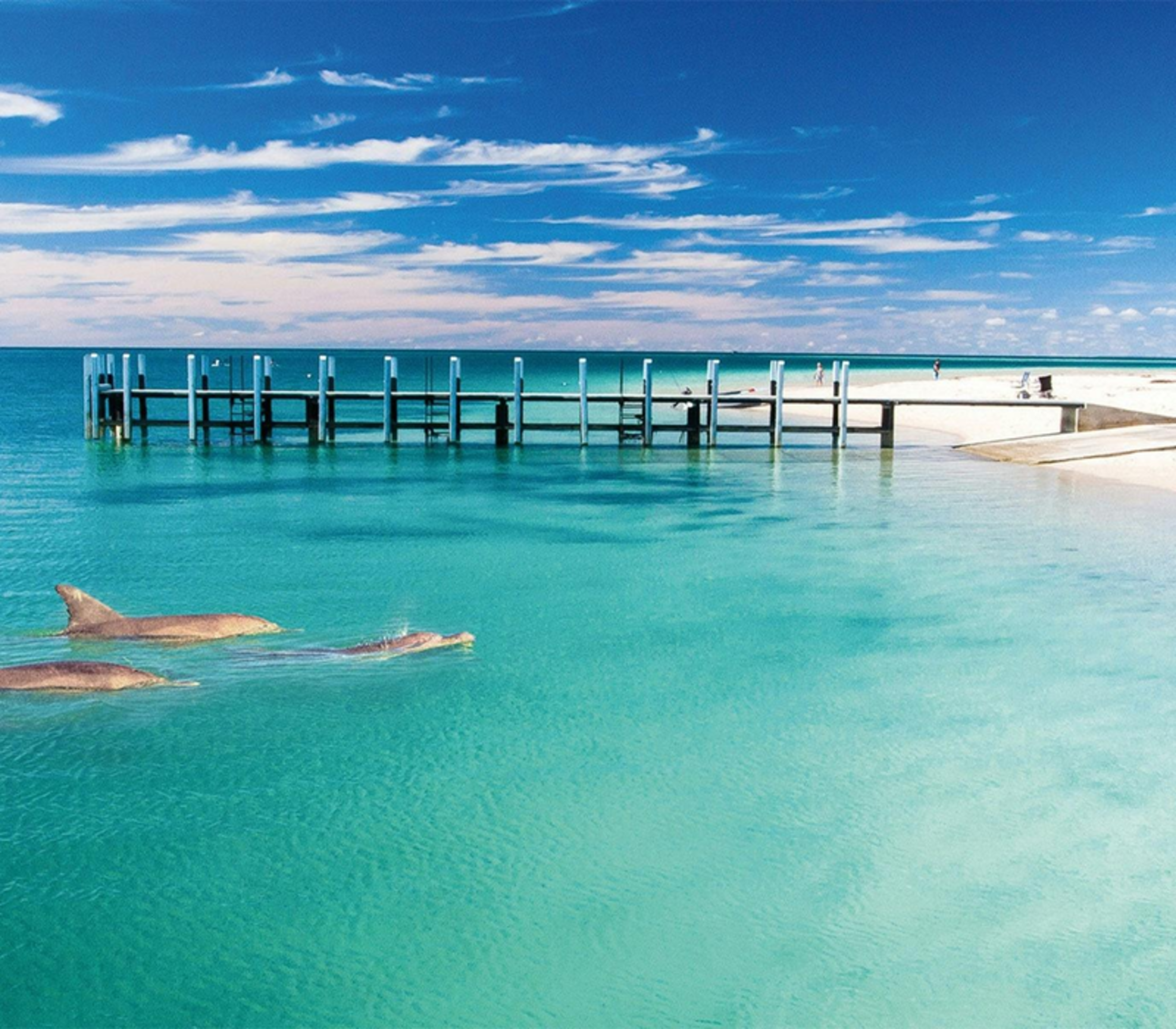 Two dolphins swimming in bright blue shallow water near a white sand beach and a wooden pier under a clear sky.