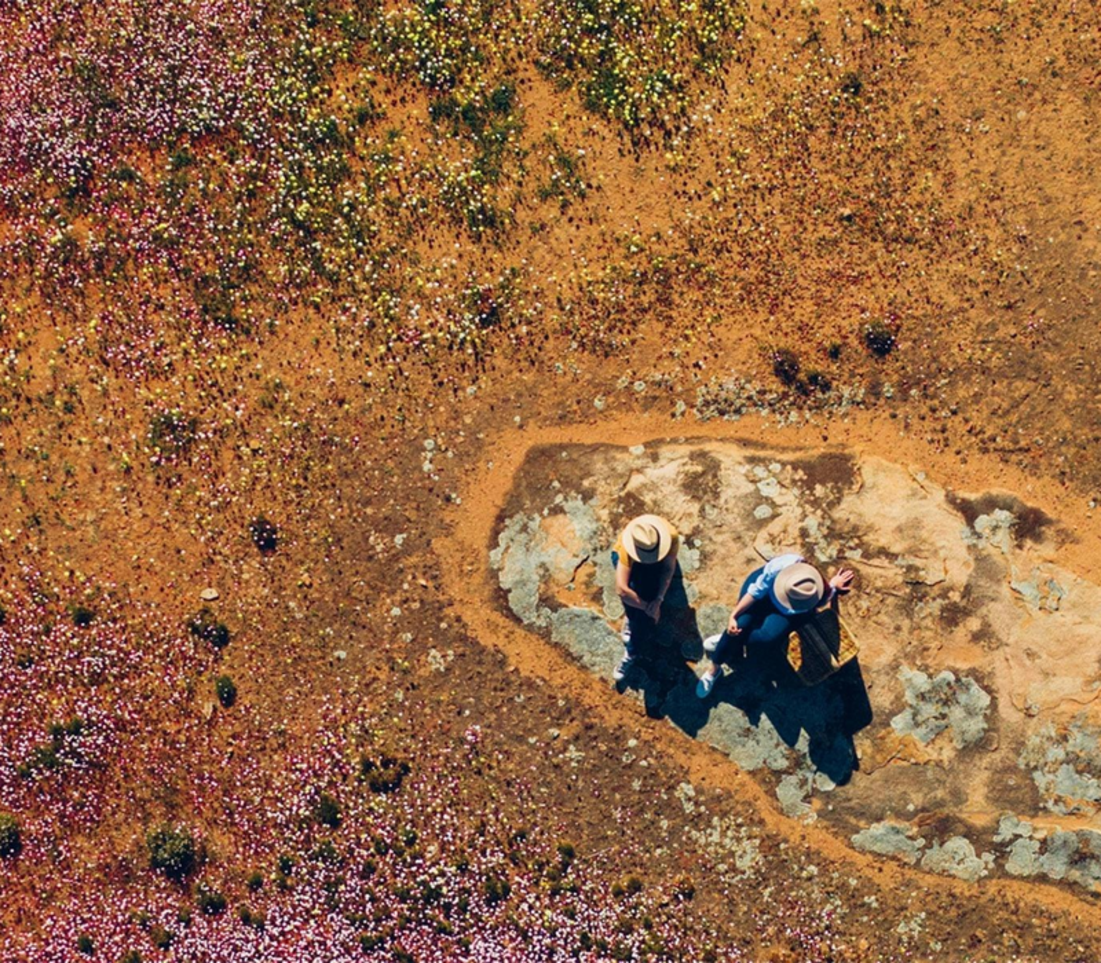 High-angle aerial view of two people sitting on a rock surrounded by a dense field of blooming pink and white wildflowers.