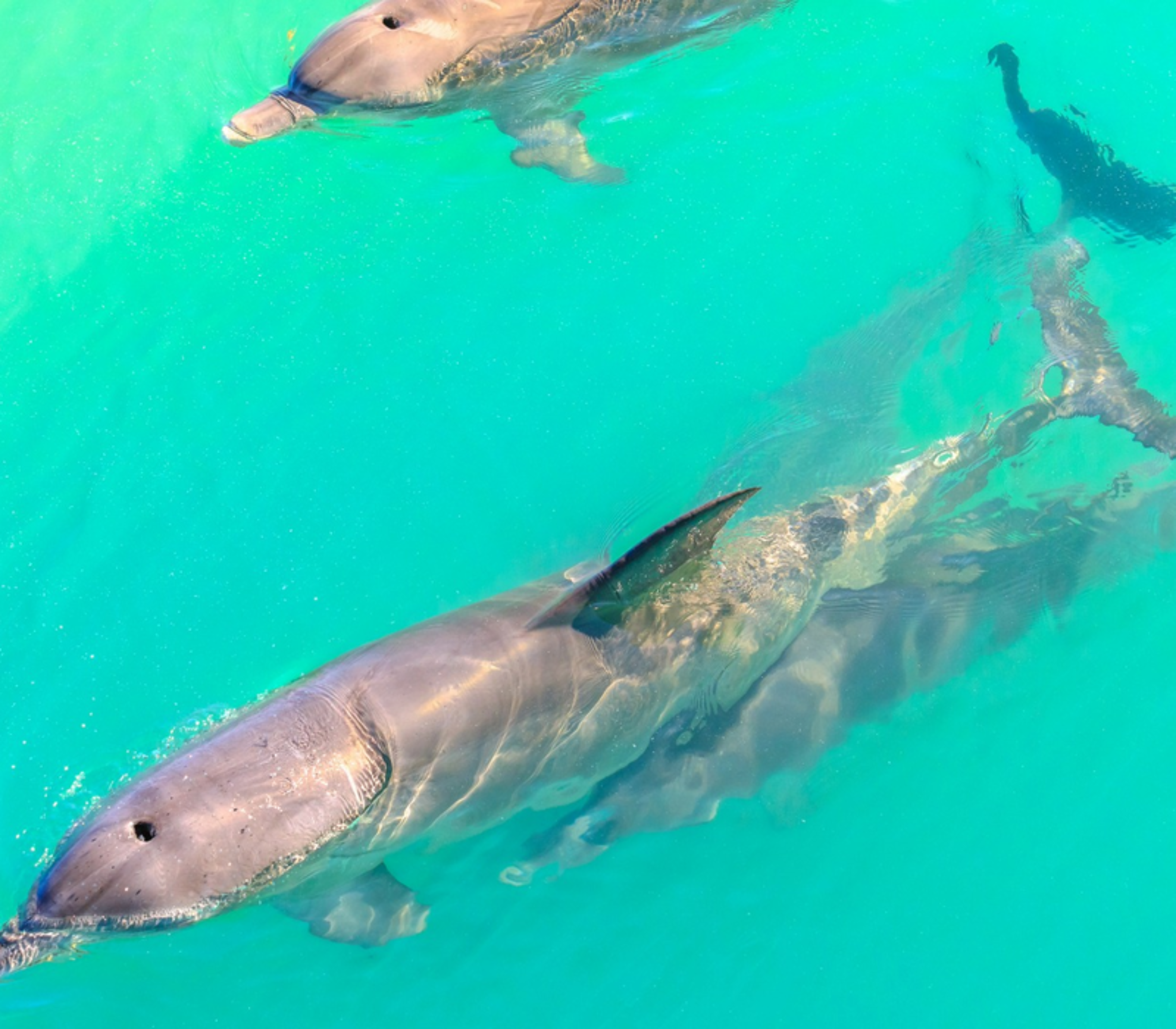Overhead view of three grey dolphins gliding through vibrant teal ocean water in Western Australia.