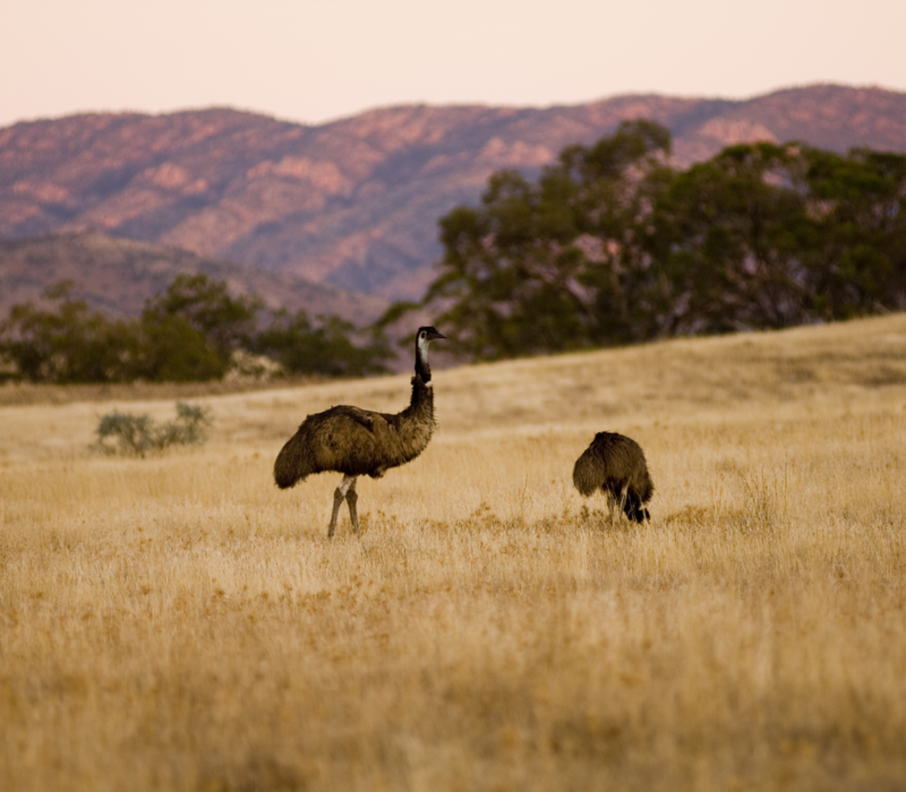 Wild Australian emus walking through a dry grassy field with purple-hued mountains in the background.