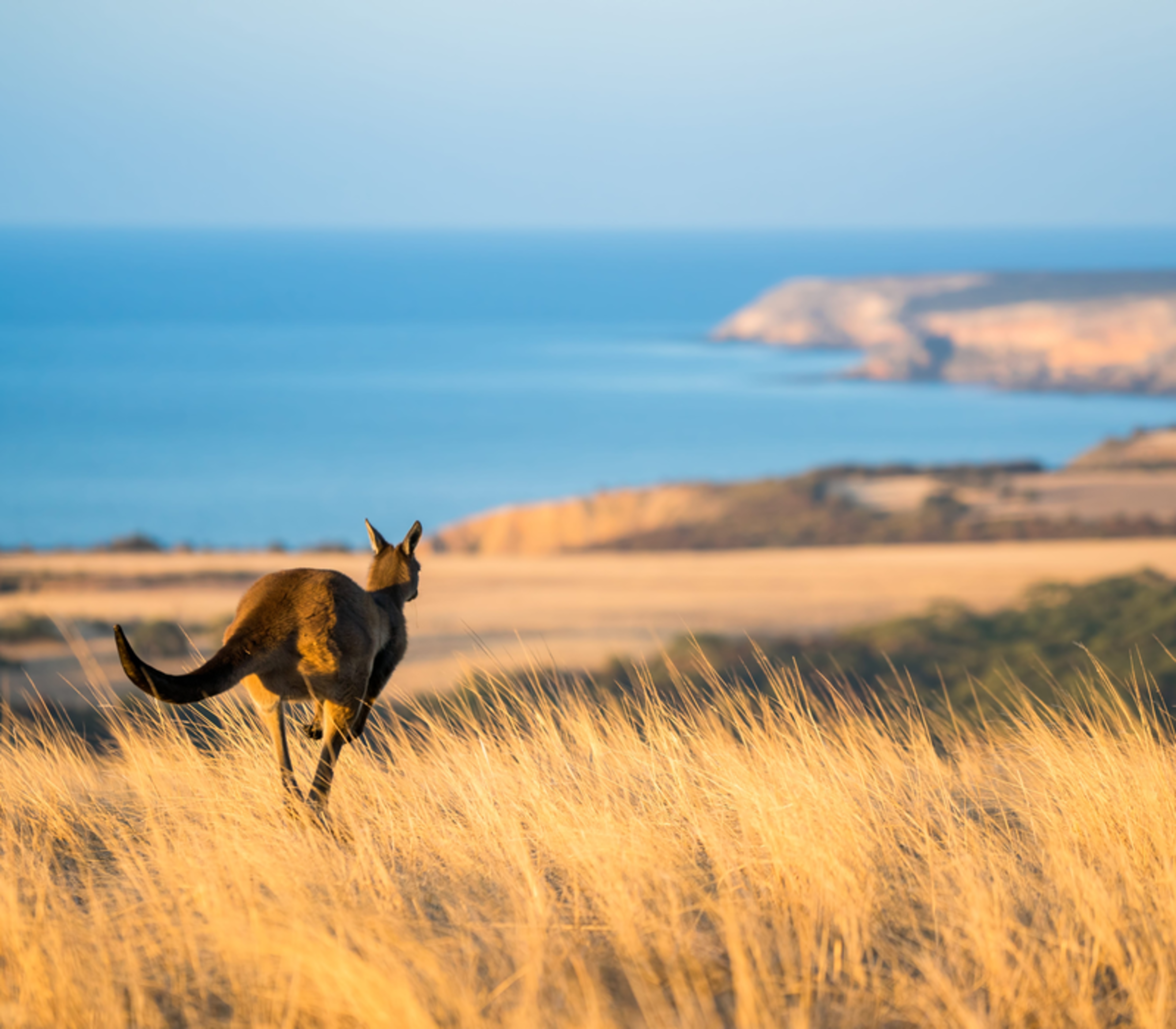 A kangaroo hops through tall golden grass with the Kangaroo Island coastline behind.