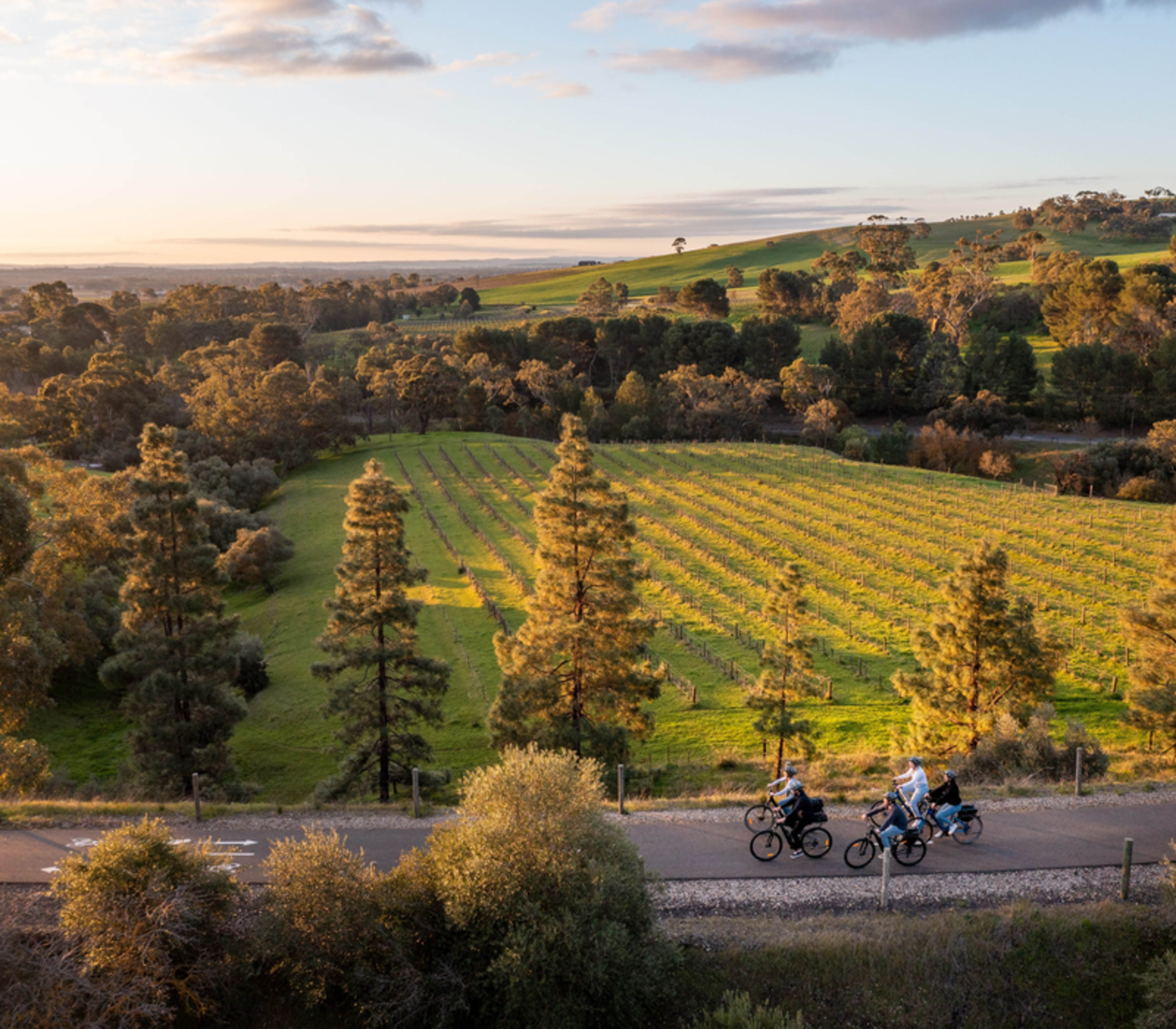 Cyclists riding along a road bordering a lush vineyard in the Barossa Valley during sunset.