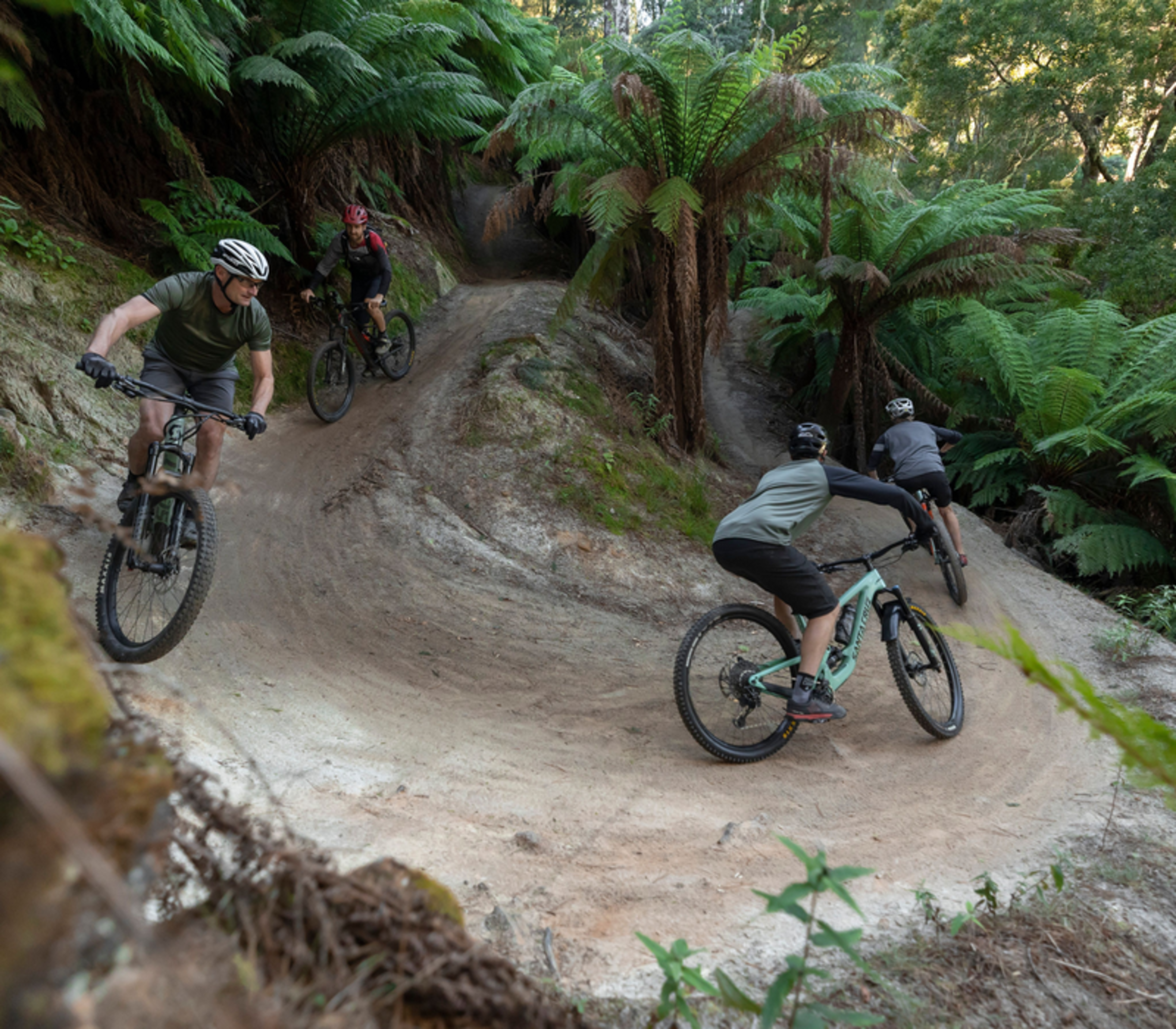 Mountain bikers riding down a curved dirt track among lush green tree ferns in Tasmania.