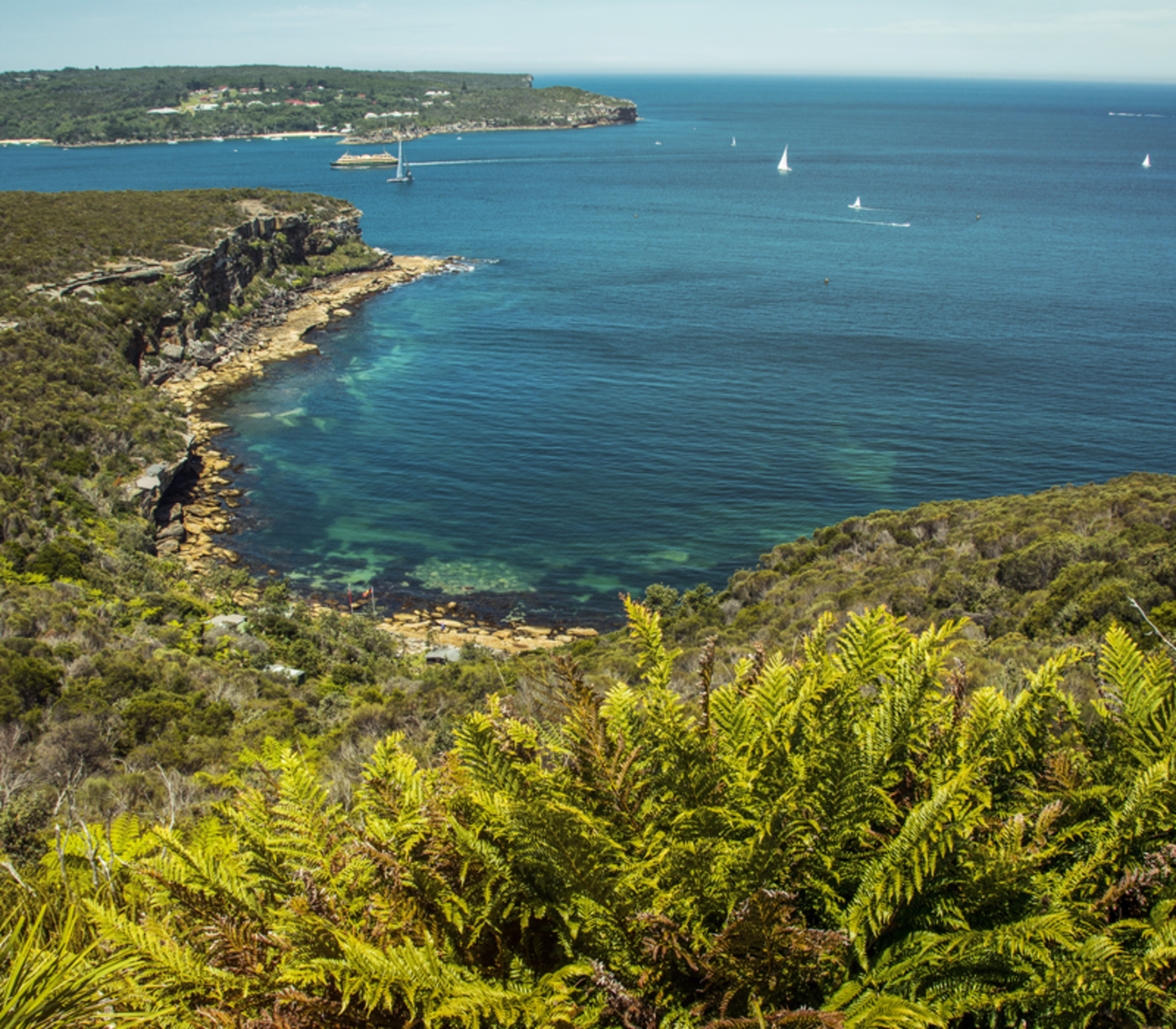 Lush green ferns in the foreground overlooking a rocky coastline and vibrant blue ocean with sailboats in the distance.