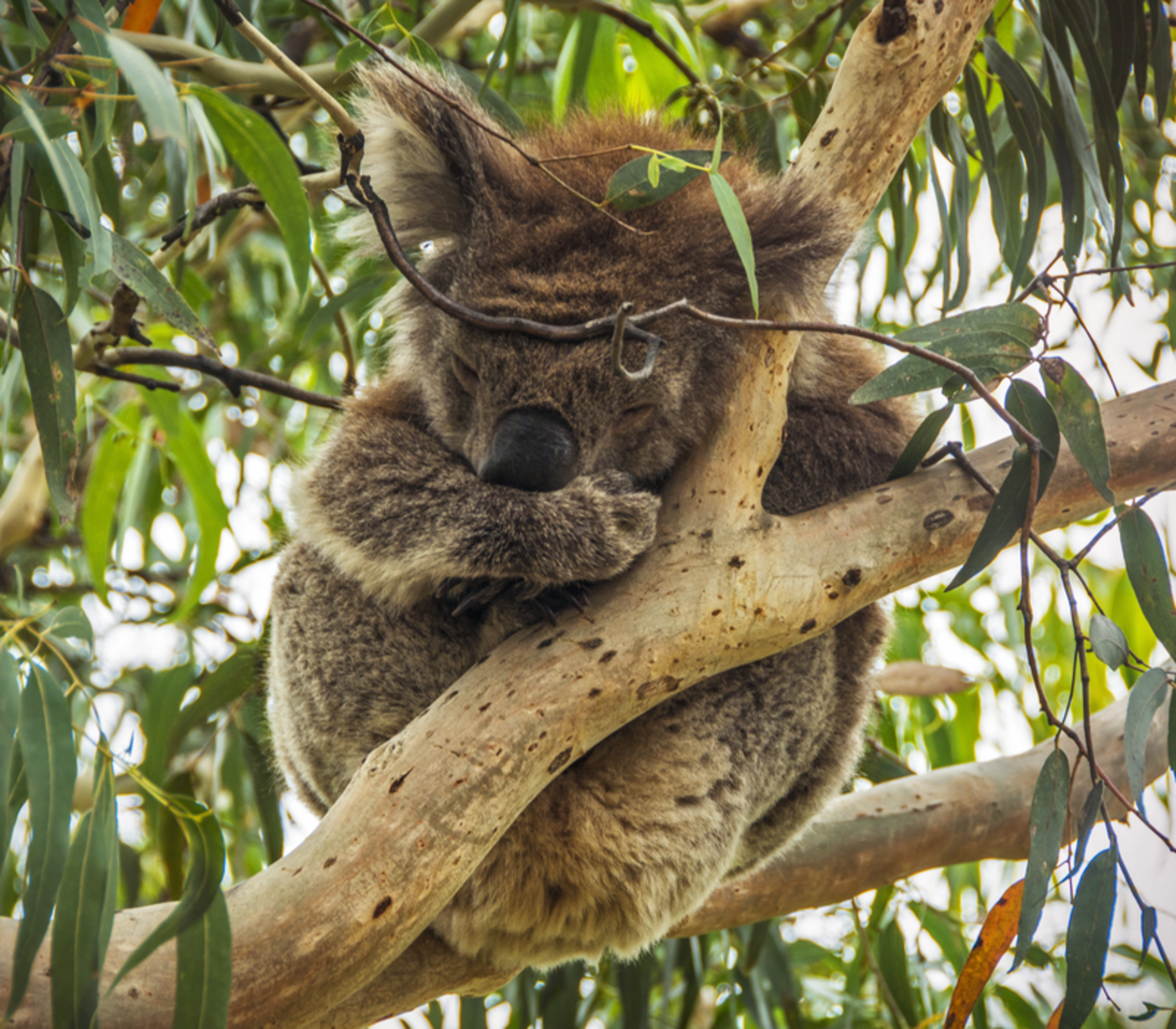 Close-up of a fluffy grey koala resting its head on a tree branch surrounded by green eucalyptus leaves.