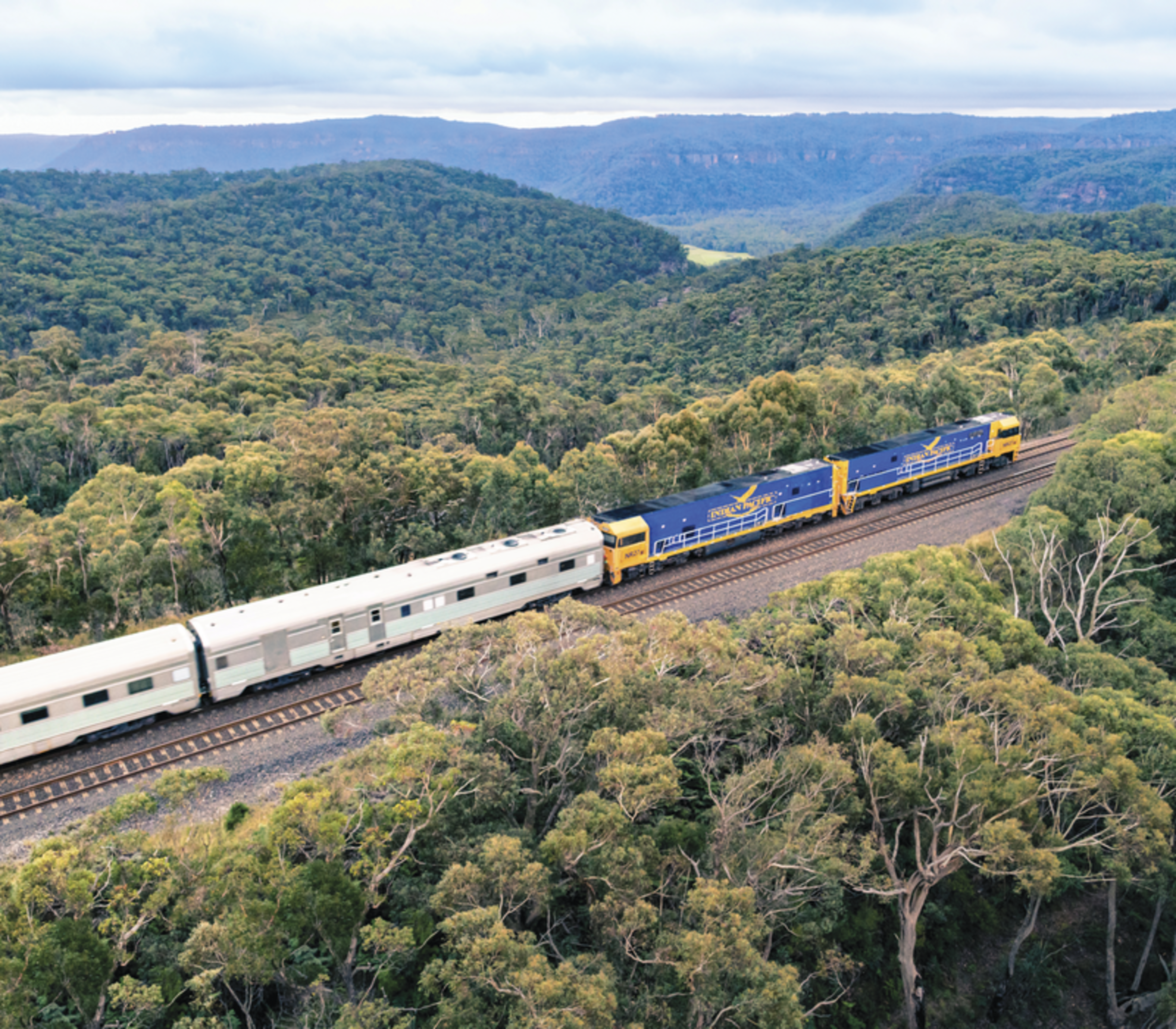 A blue and gold Indian Pacific locomotive hauls silver carriages through the dense green eucalyptus forests of the Blue Mountains, NSW.