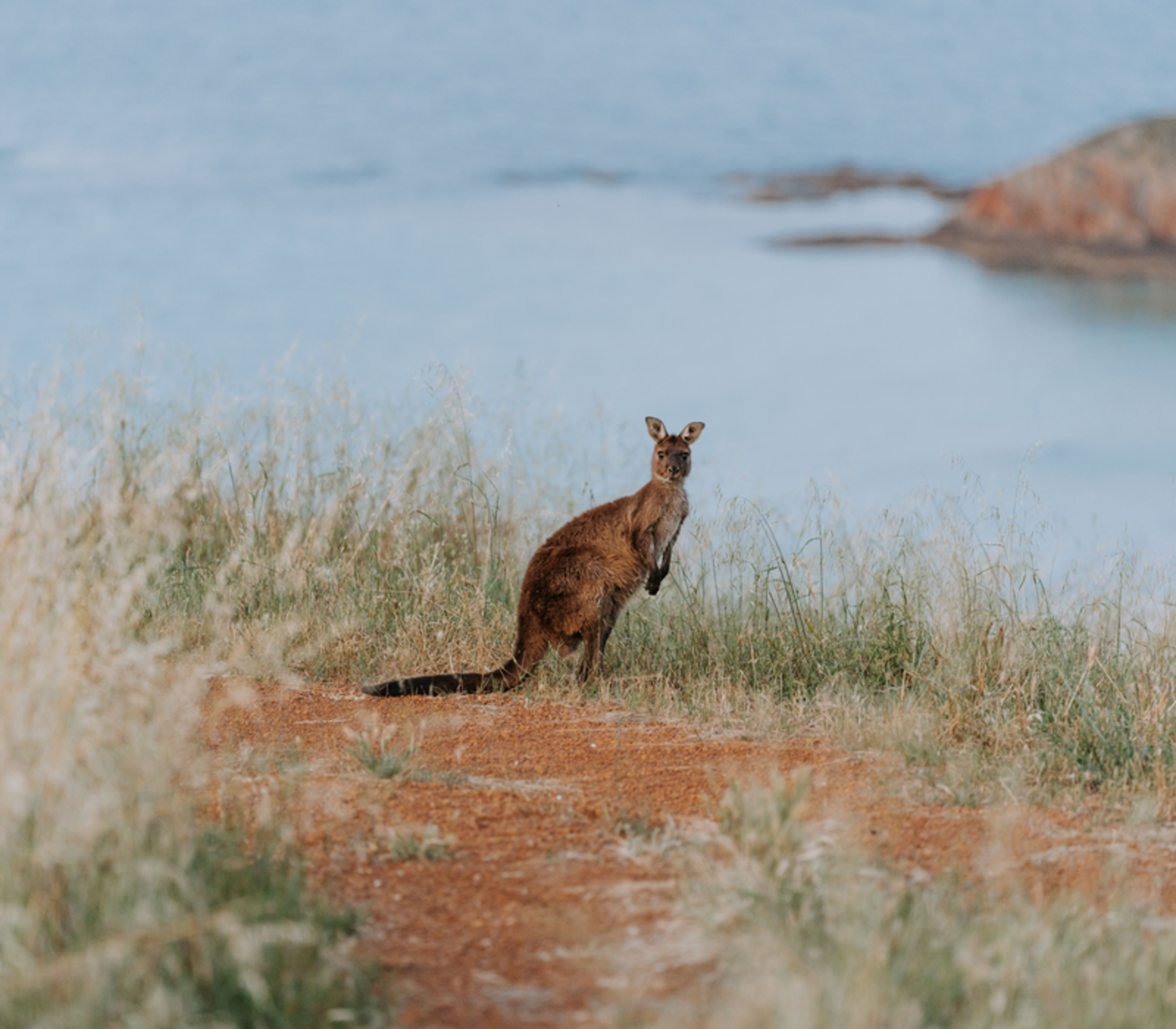 A kangaroo standing in tall dry grass on a red dirt path with the ocean in the background.