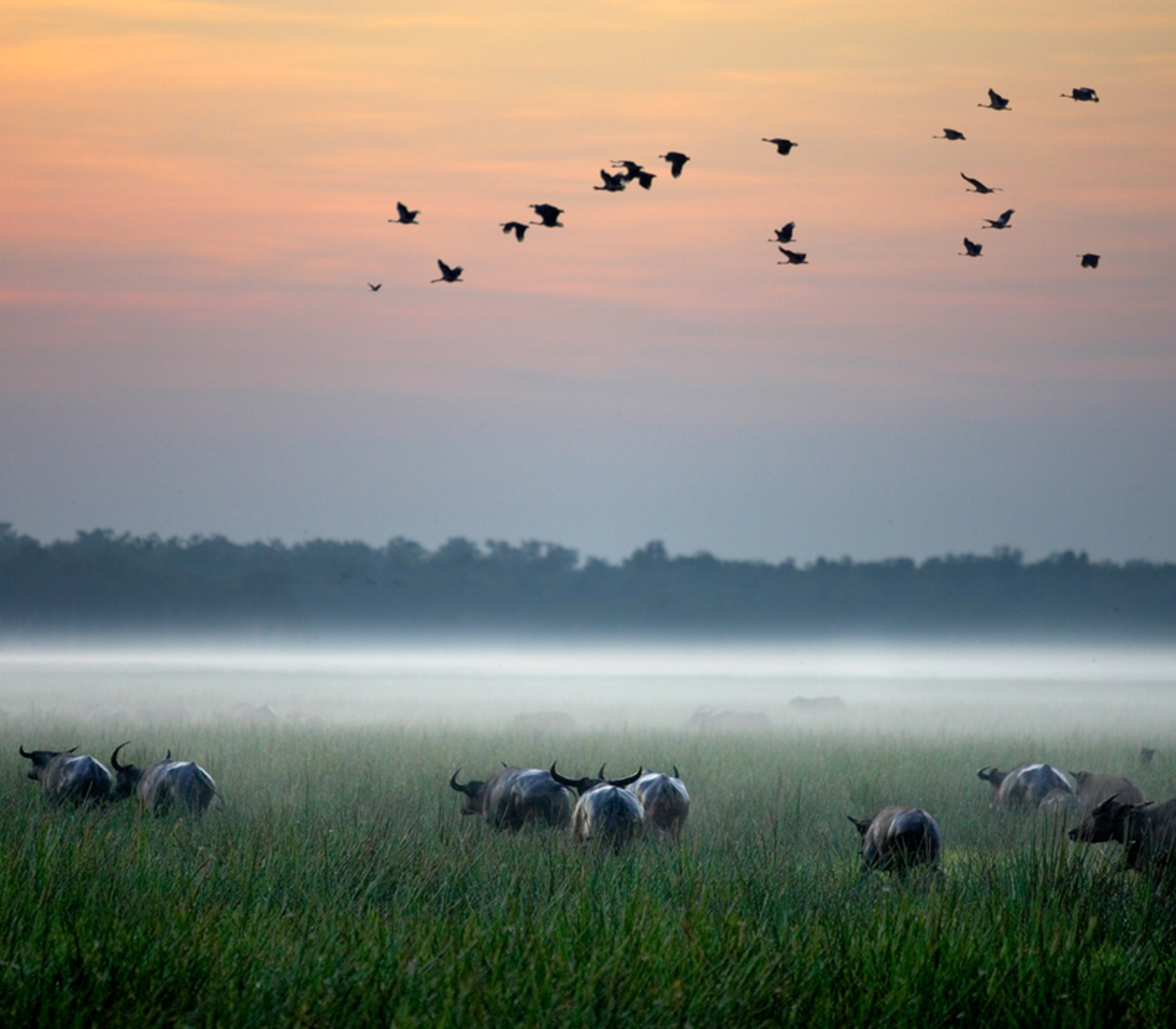 A wide, atmospheric shot of a vast wetland at dawn under a soft pink and orange sky. A thick layer of white mist clings to the horizon behind a herd of dark water buffalo standing in tall green grass. Above them, a large flock of small birds is captured m