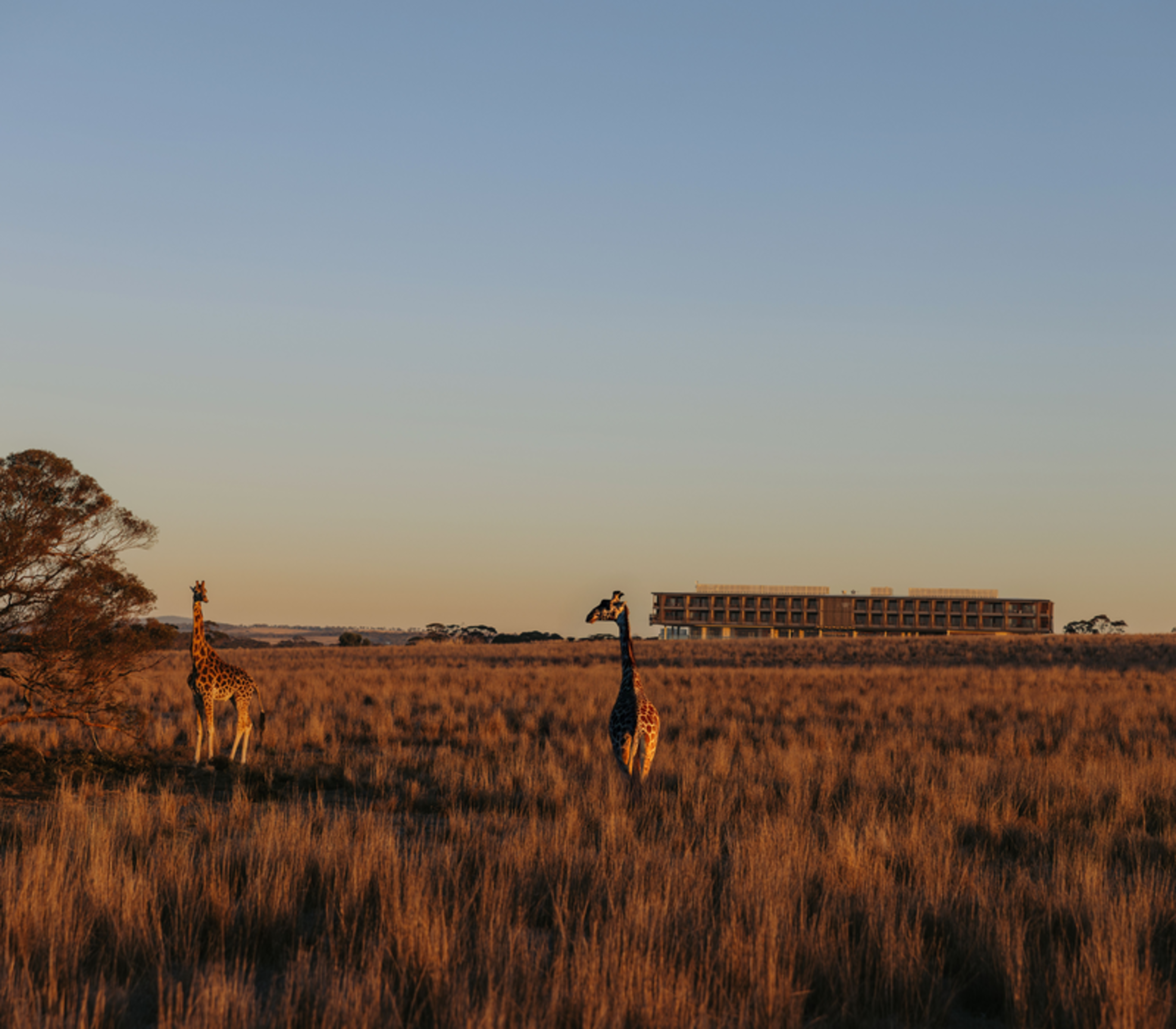 Modern safari lodge building in the distance across a field with giraffes in the foreground.