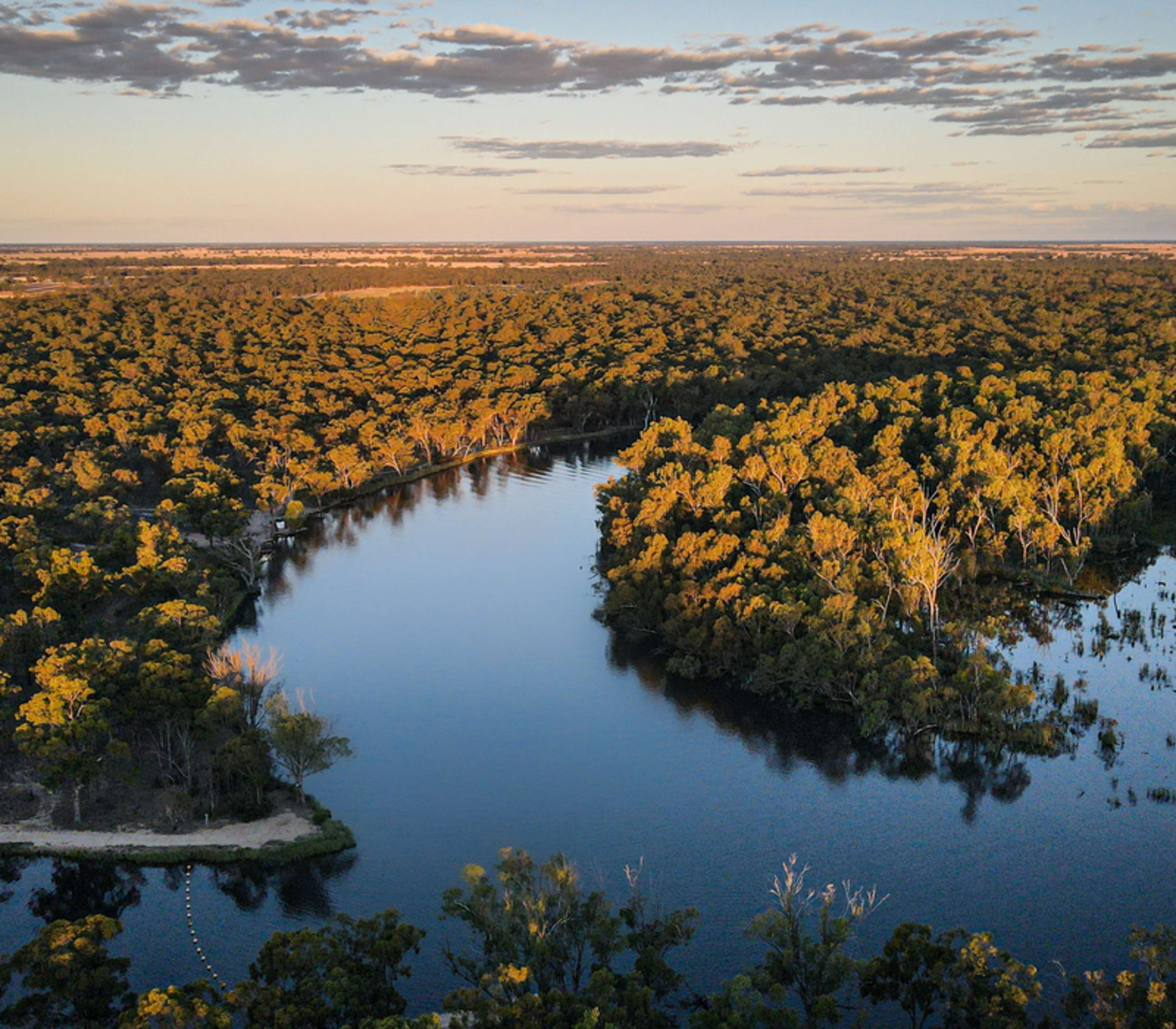 Aerial drone shot of the Murray River curving through thick green eucalyptus forest at sunset.