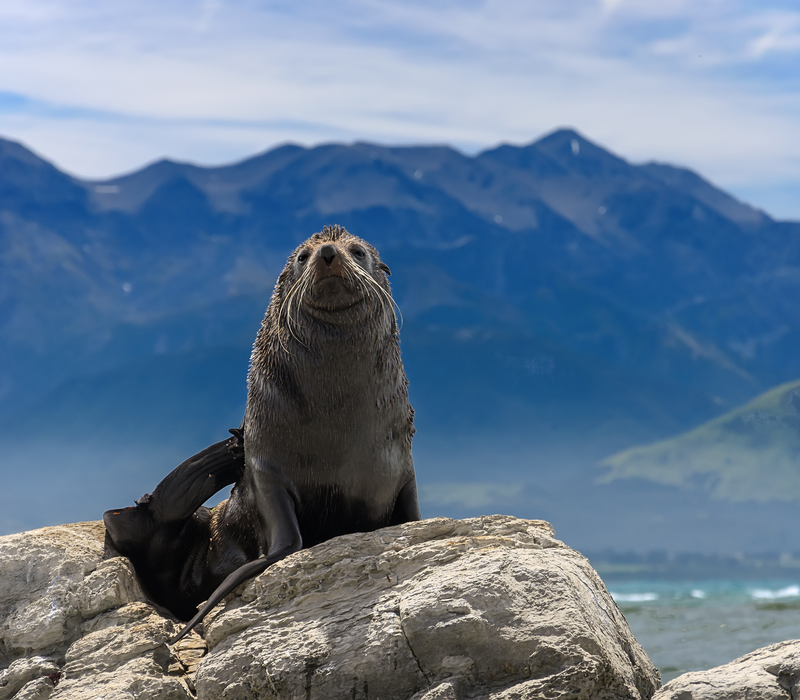 4 day Kaikoura, TranzAlpine and West Coast Glaciers to Queenstown