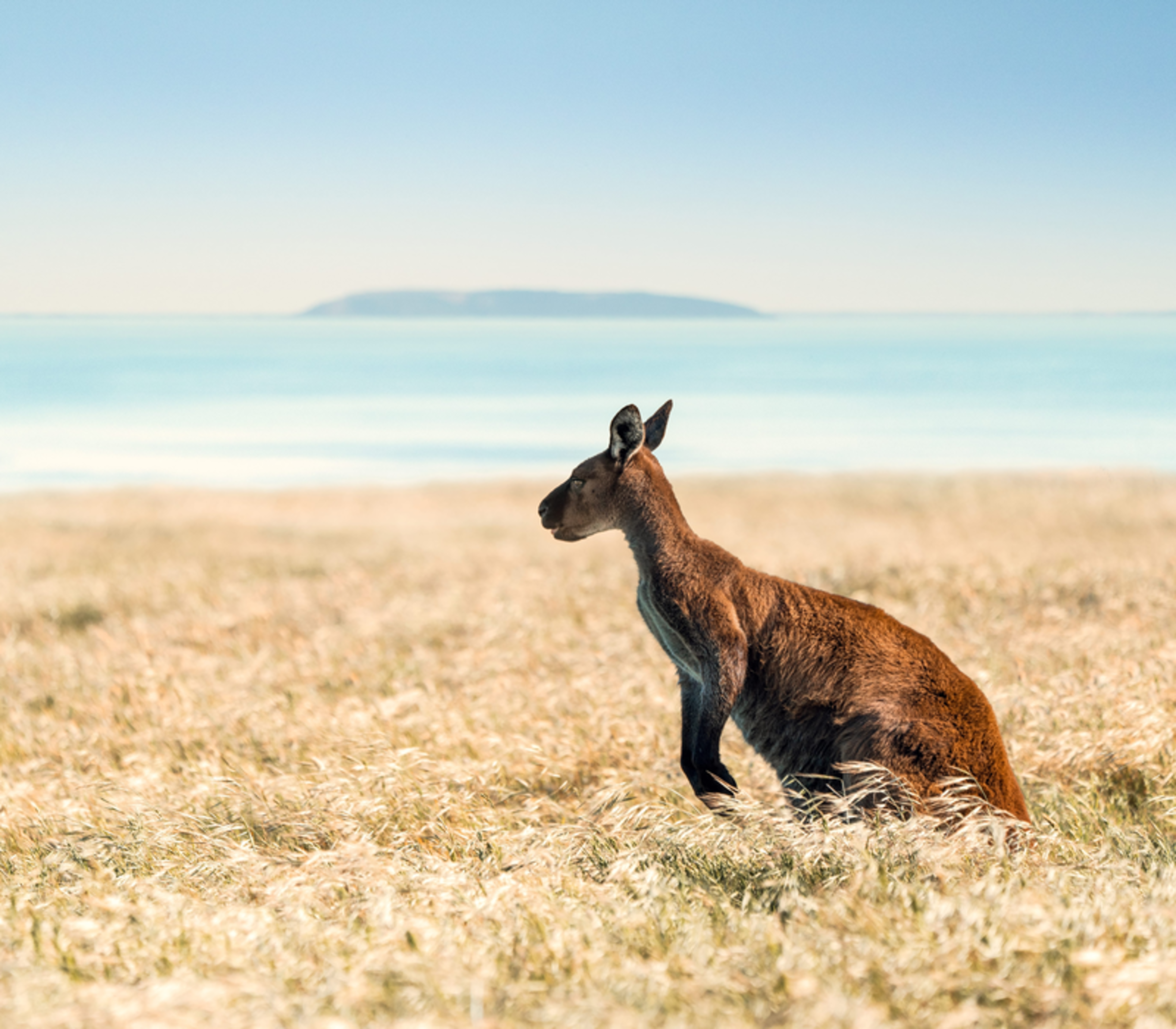 A kangaroo stands in profile in tall dry grass with a calm blue ocean and distant island in the background.