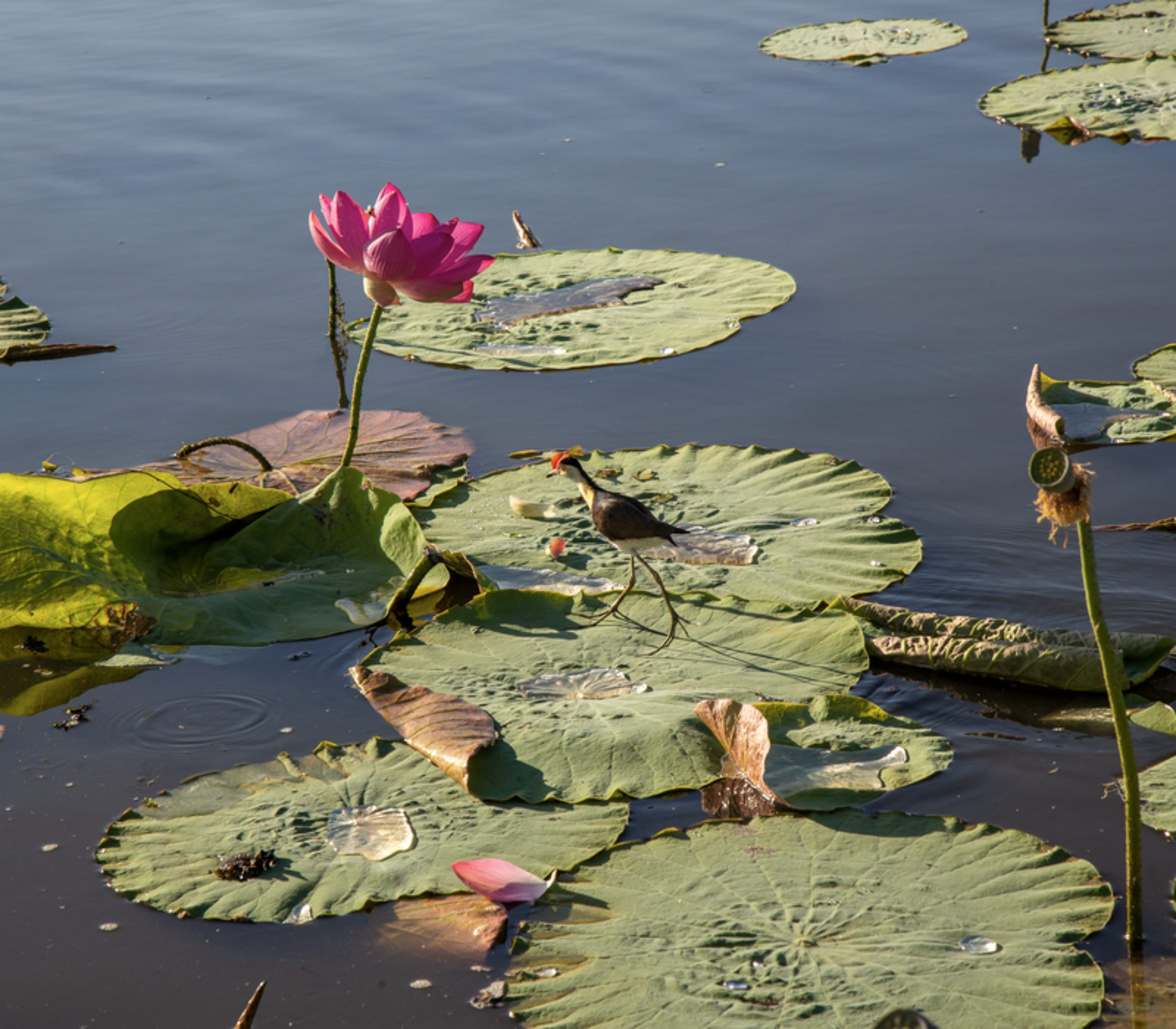 A Comb-tailed Jacana (Lotusbird) delicately walks across giant lily pads at Yellow Water Billabong in Kakadu National Park.