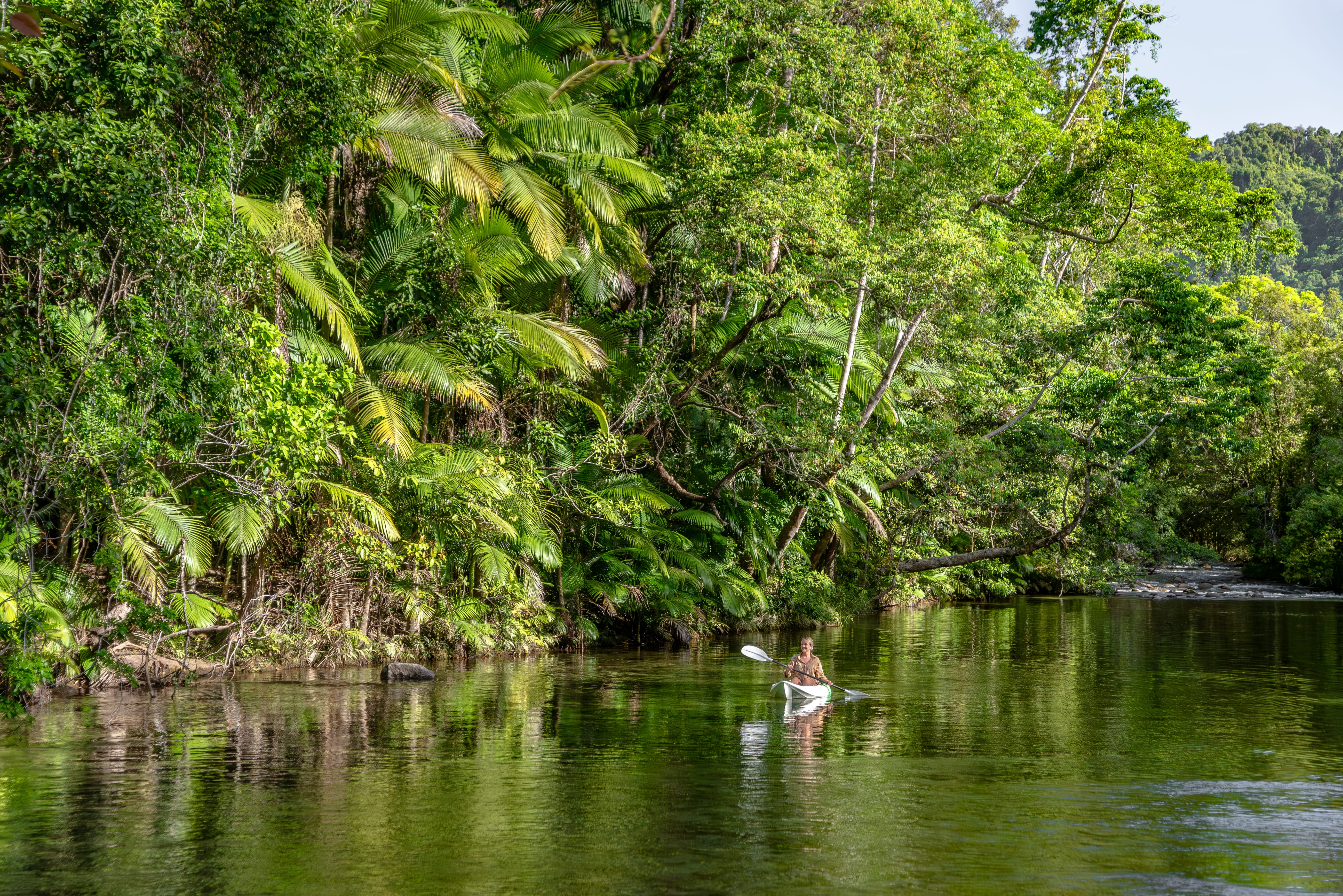 Daintree rainforest queensland