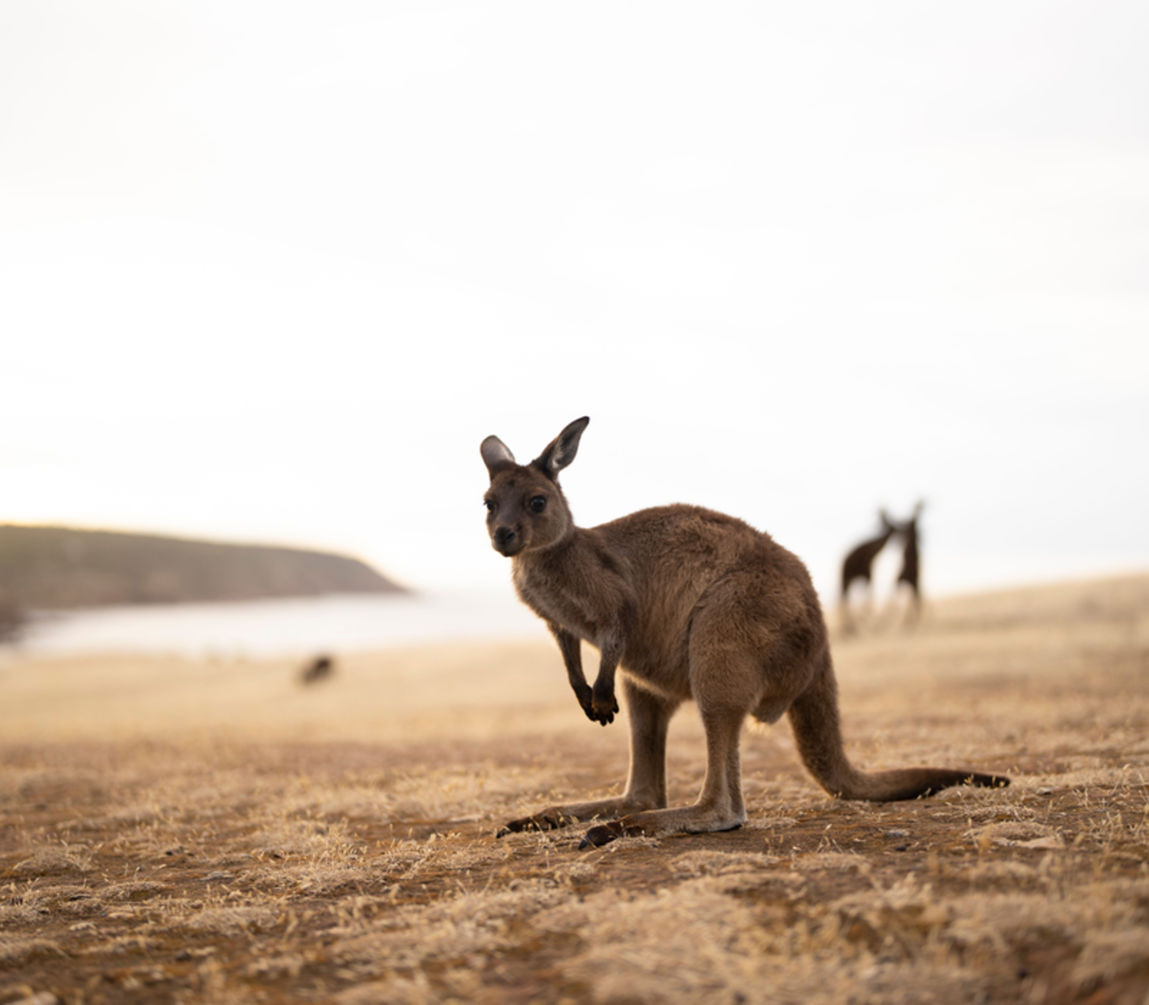 A single Kangaroo Island Kangaroo standing alert in the golden afternoon light on a grassy coastal ridge overlooking the sea.