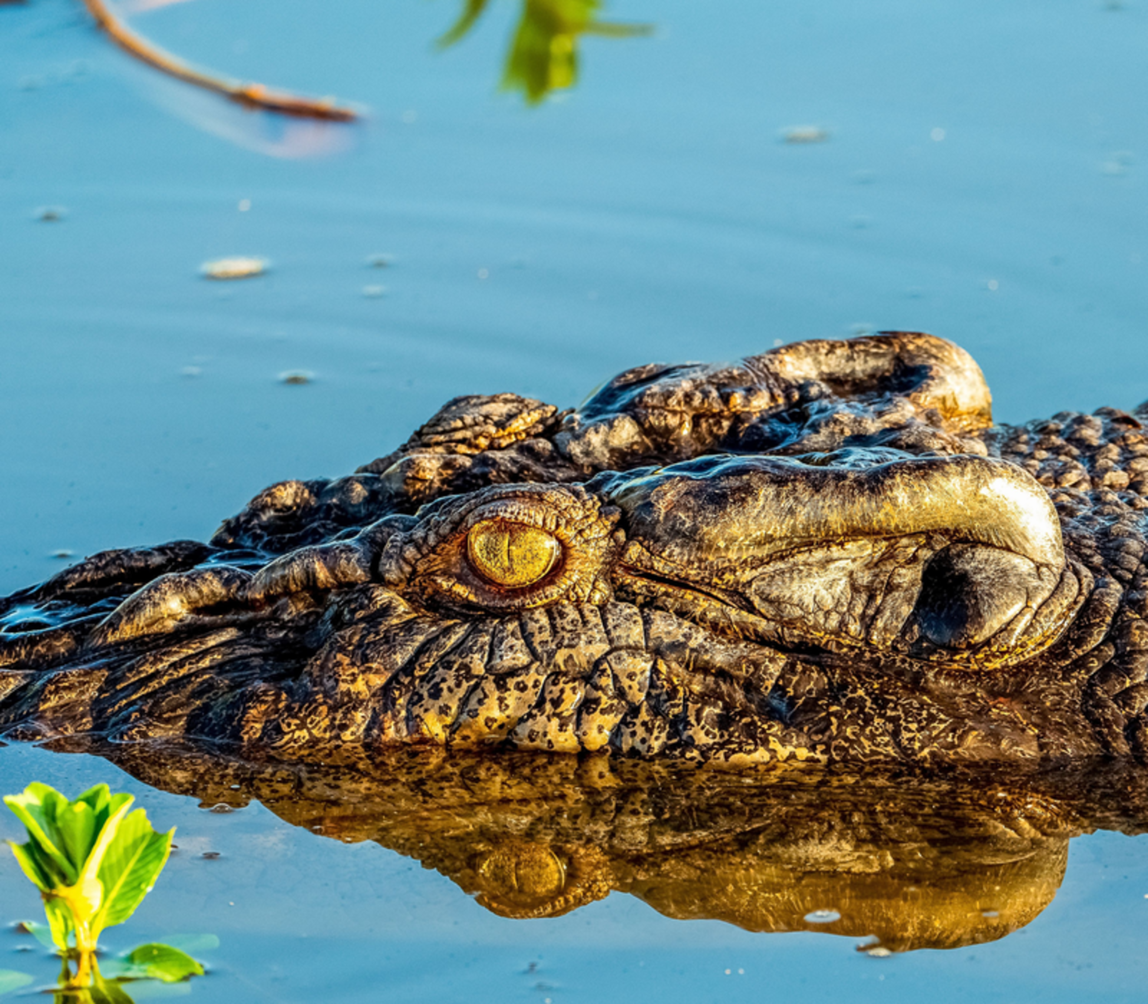 A detailed close-up of a saltwater crocodile's head reflected in the still, blue waters of a Kakadu National Park wetland.