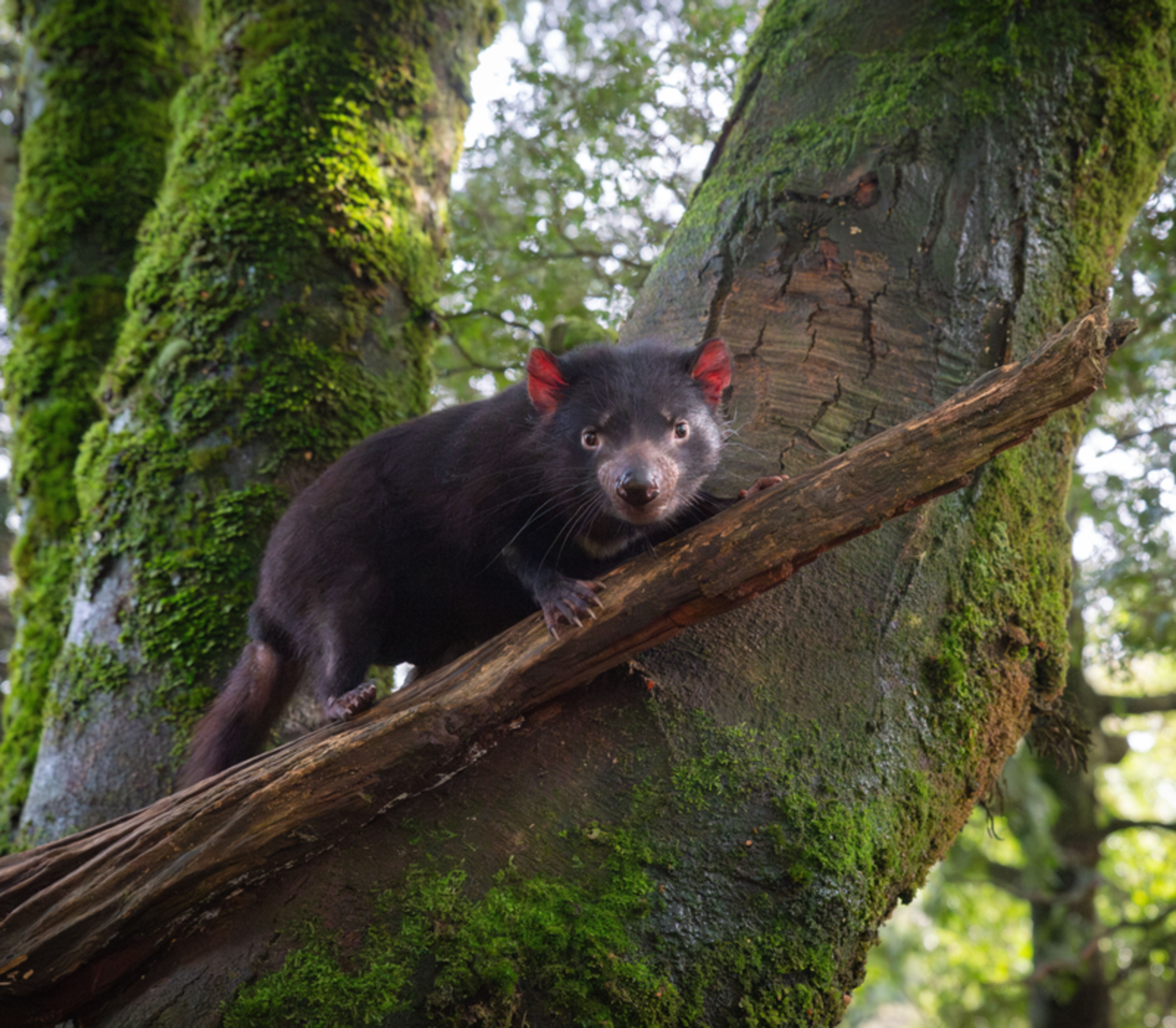 A Tasmanian Devil climbing a thick mossy tree branch in a dense Tasmanian forest.