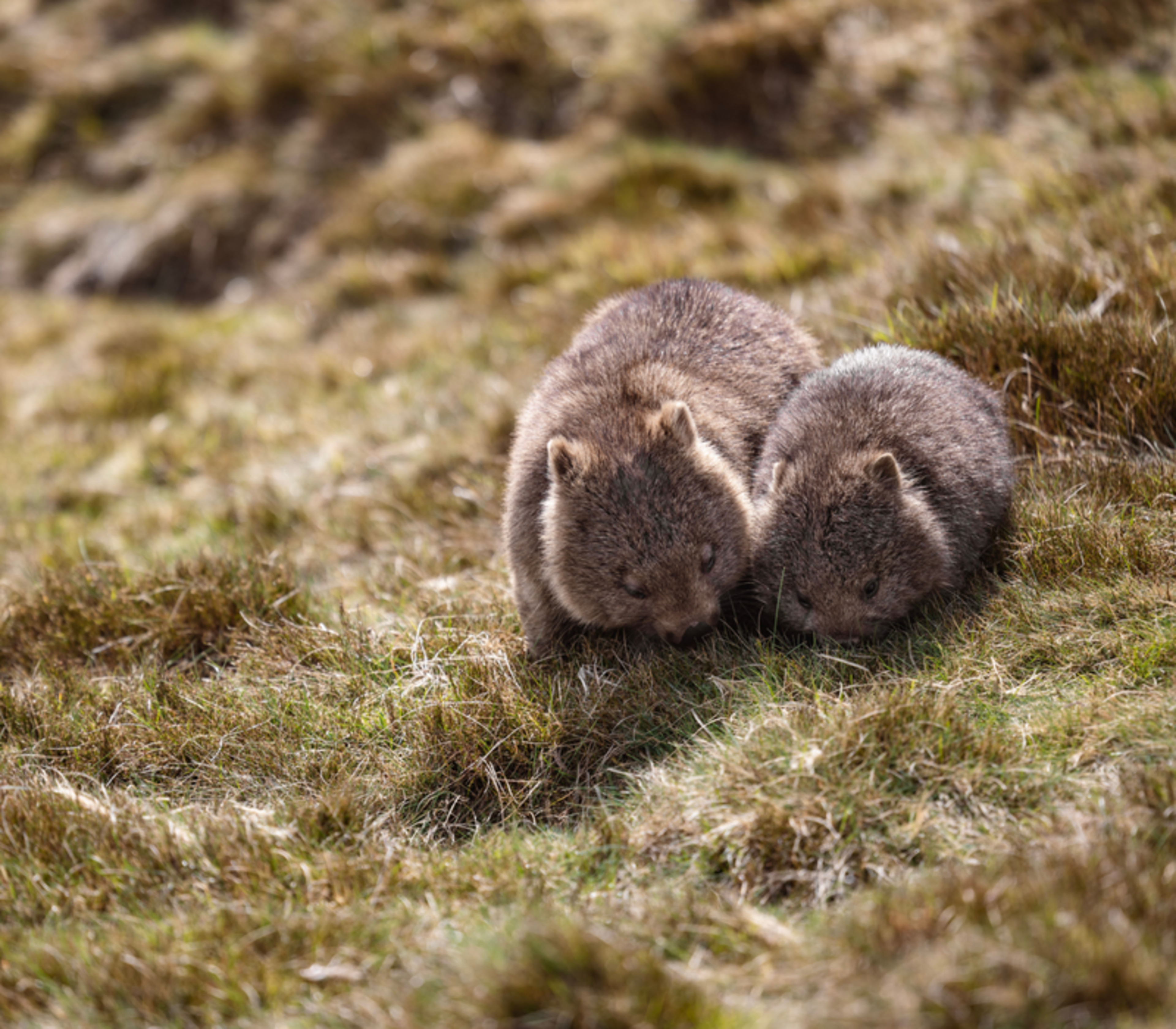Two wild wombats grazing on grass in the Tasmanian highlands.