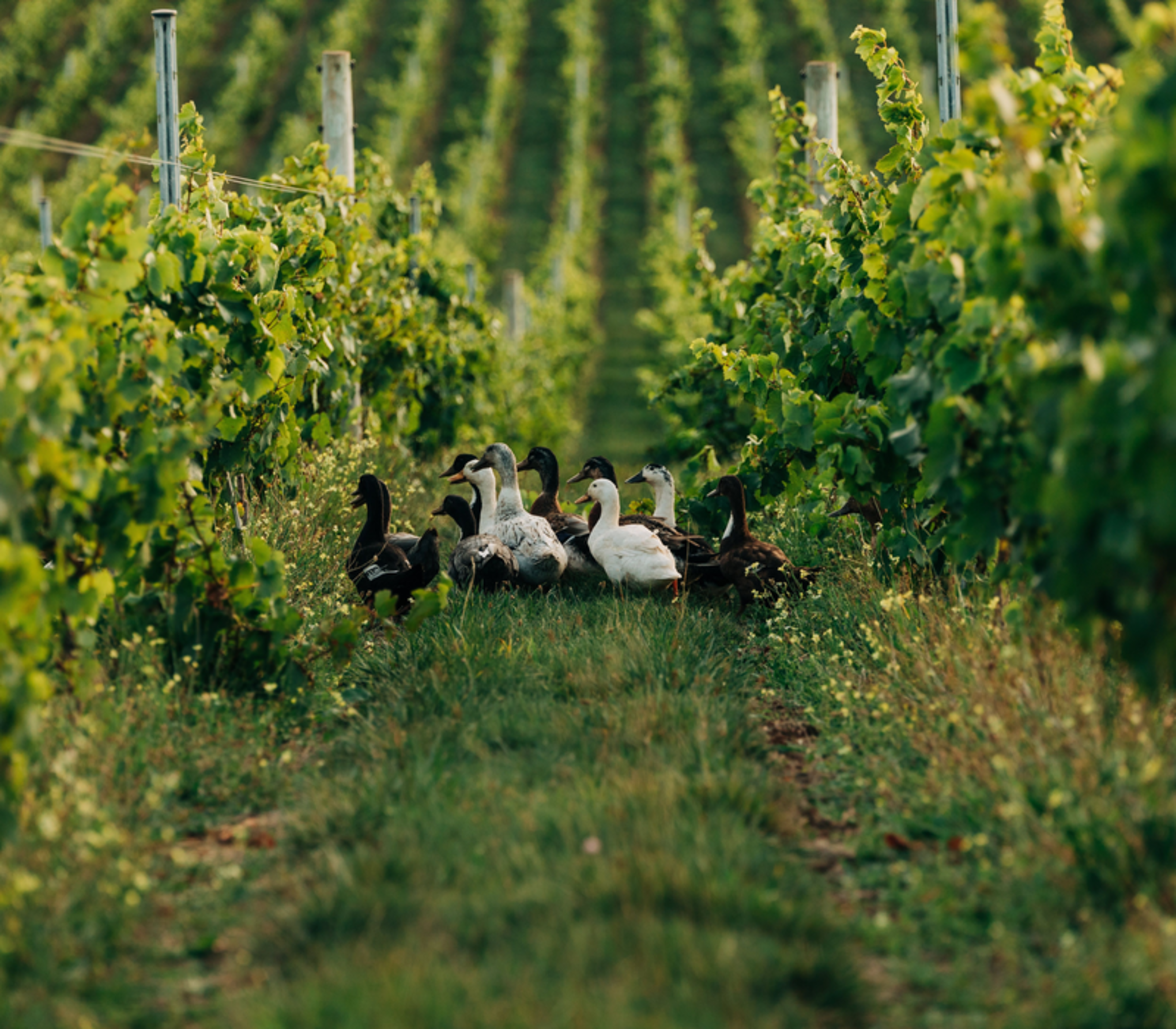 A flock of ducks walking through a green vineyard aisle between rows of leafy grapevines.