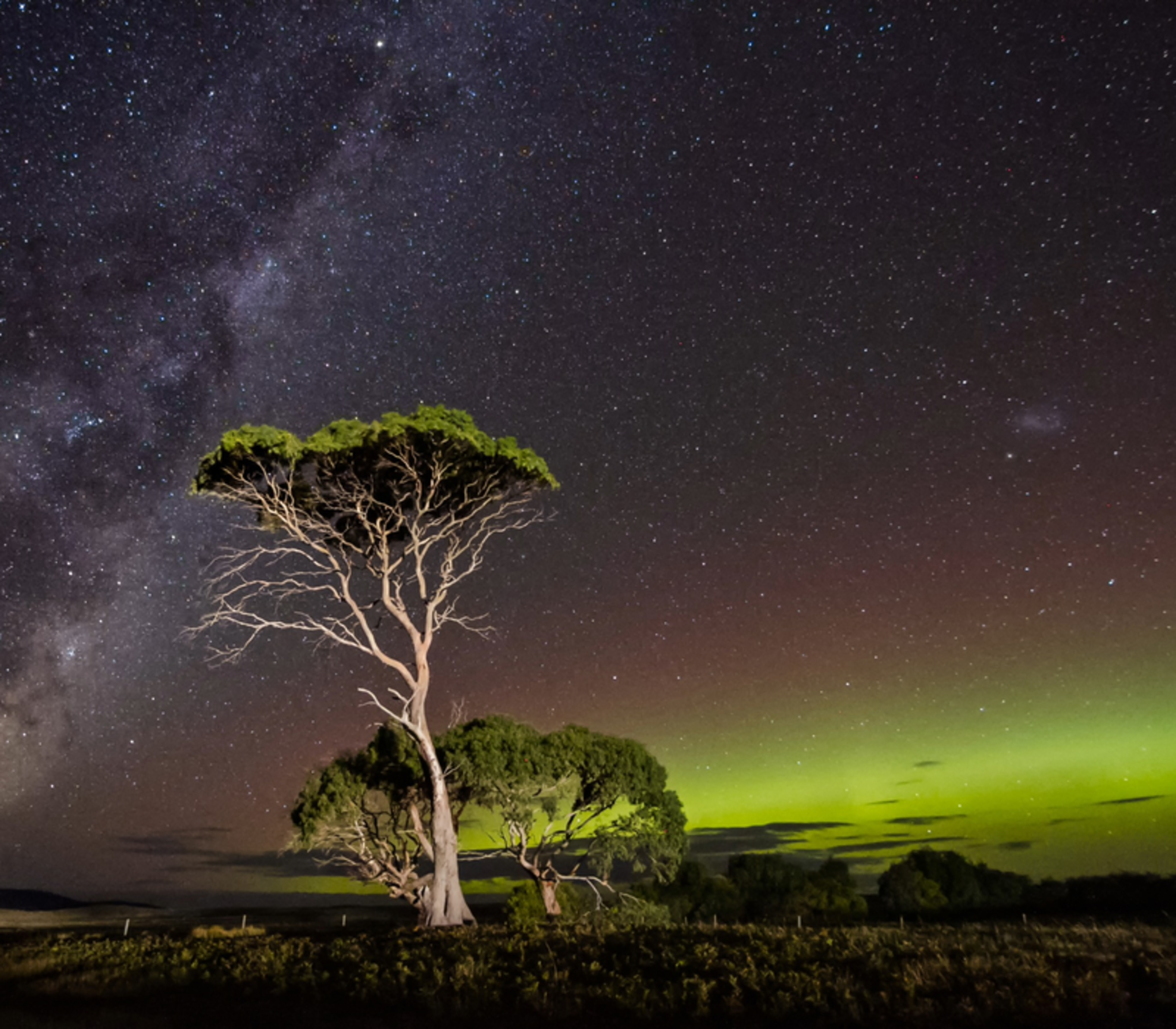Aurora Australis and Milky Way galaxy glowing over a lone gum tree in the Tasmanian wilderness at night.