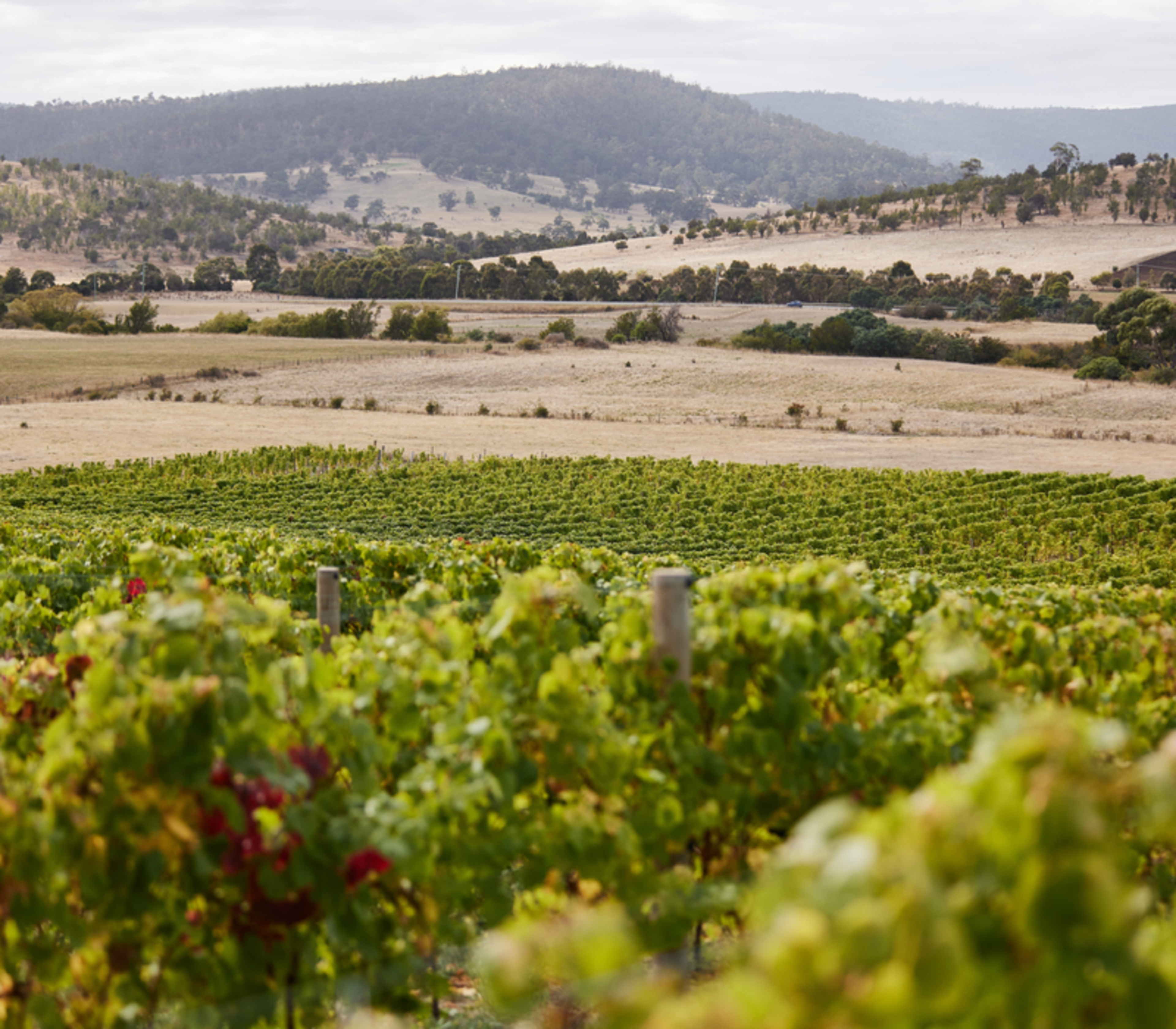 A close-up of green grapevines in the foreground with expansive fields and dry hills in the background of a Tasmanian wine region.