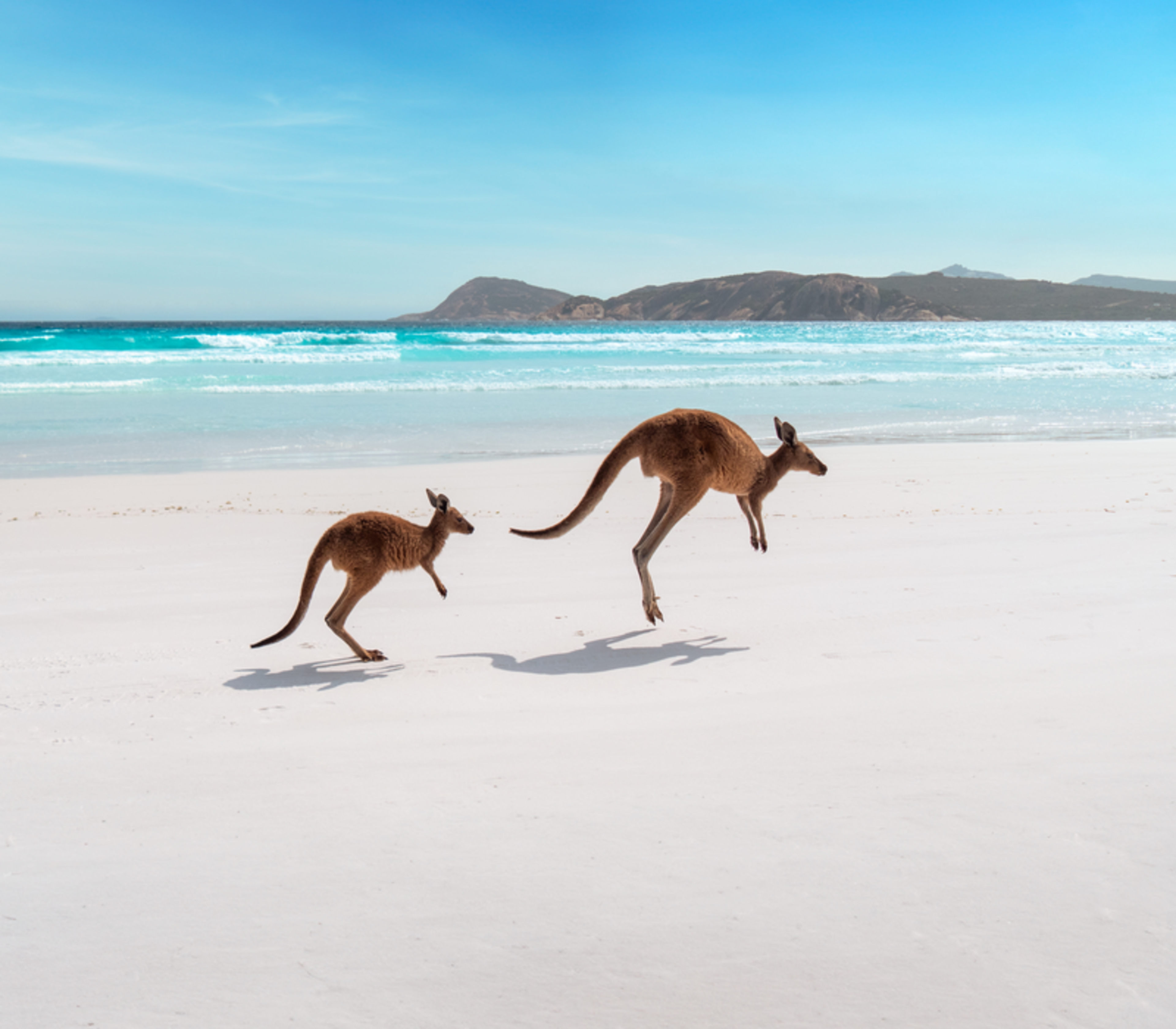 Two kangaroos mid-bound along the shoreline of a white sand beach with white tire tracks and blue ocean water.
