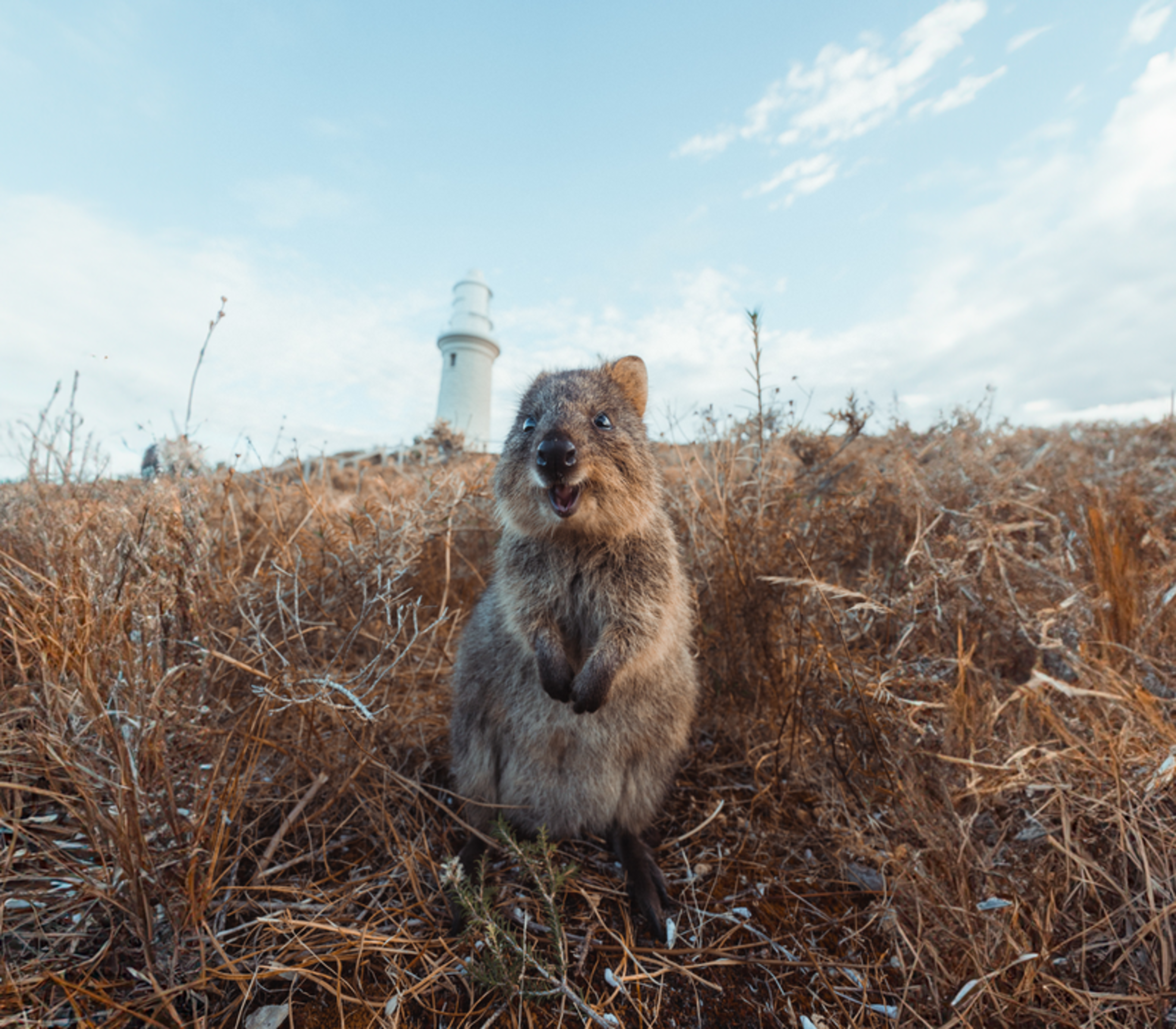 A low-angle close-up of a furry brown quokka standing in dry grass, looking directly at the camera with an open-mouthed expression. A tall white lighthouse stands on a hill in the background under a pale blue sky.