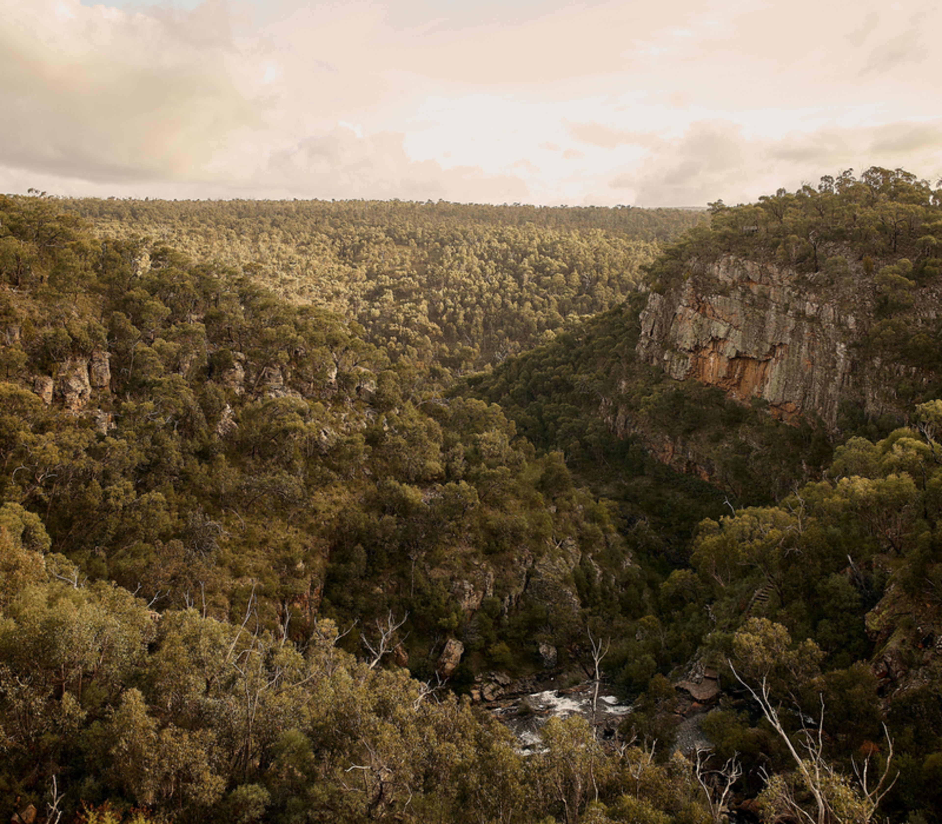 A high-angle view of a deep, tree-filled gorge with steep rocky cliffs under a cloudy sky at MacKenzie Falls Lookout in the Grampians region of Victoria.