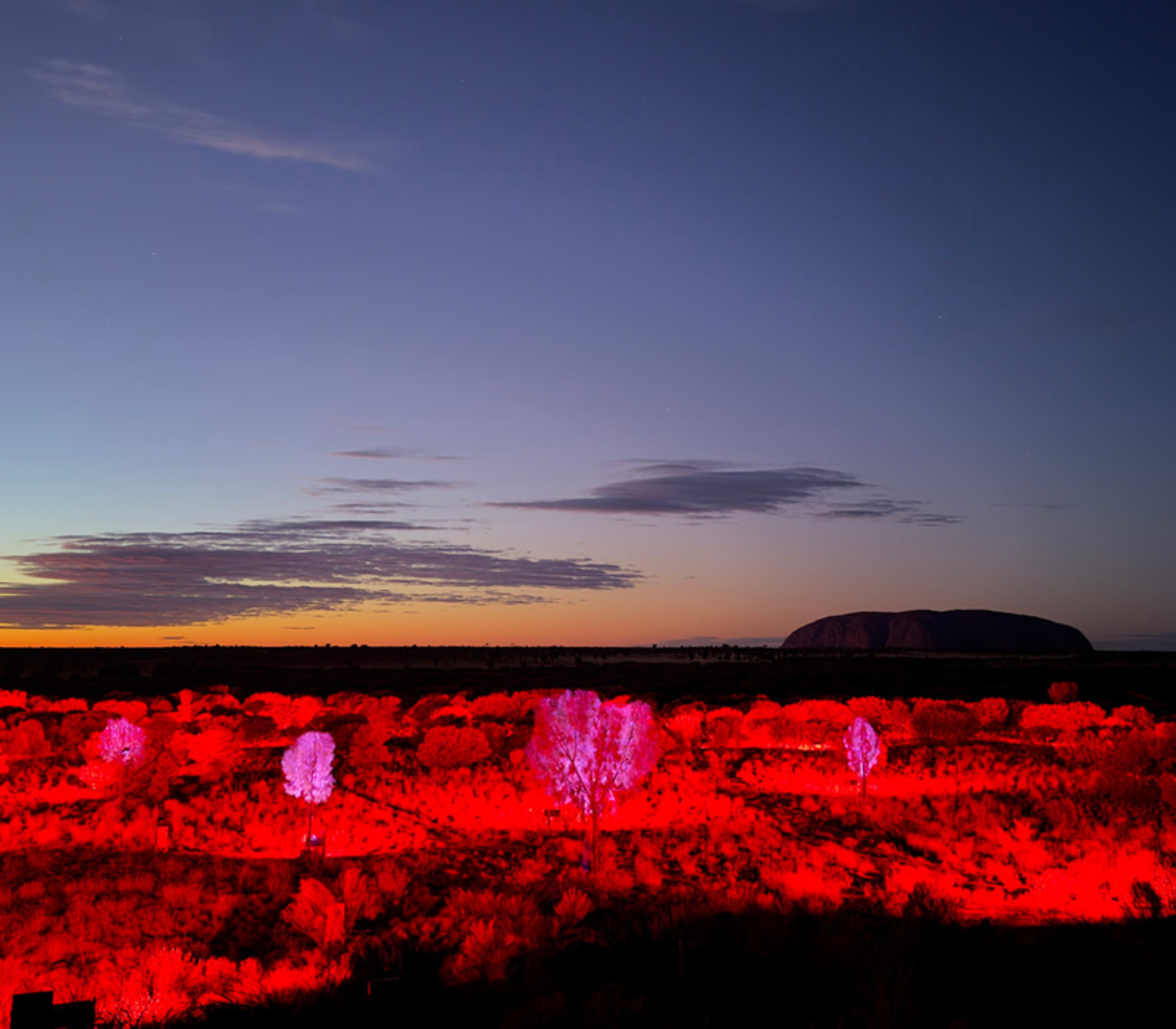 Desert trees illuminated with pink and purple lights at twilight with Uluru in the distance.