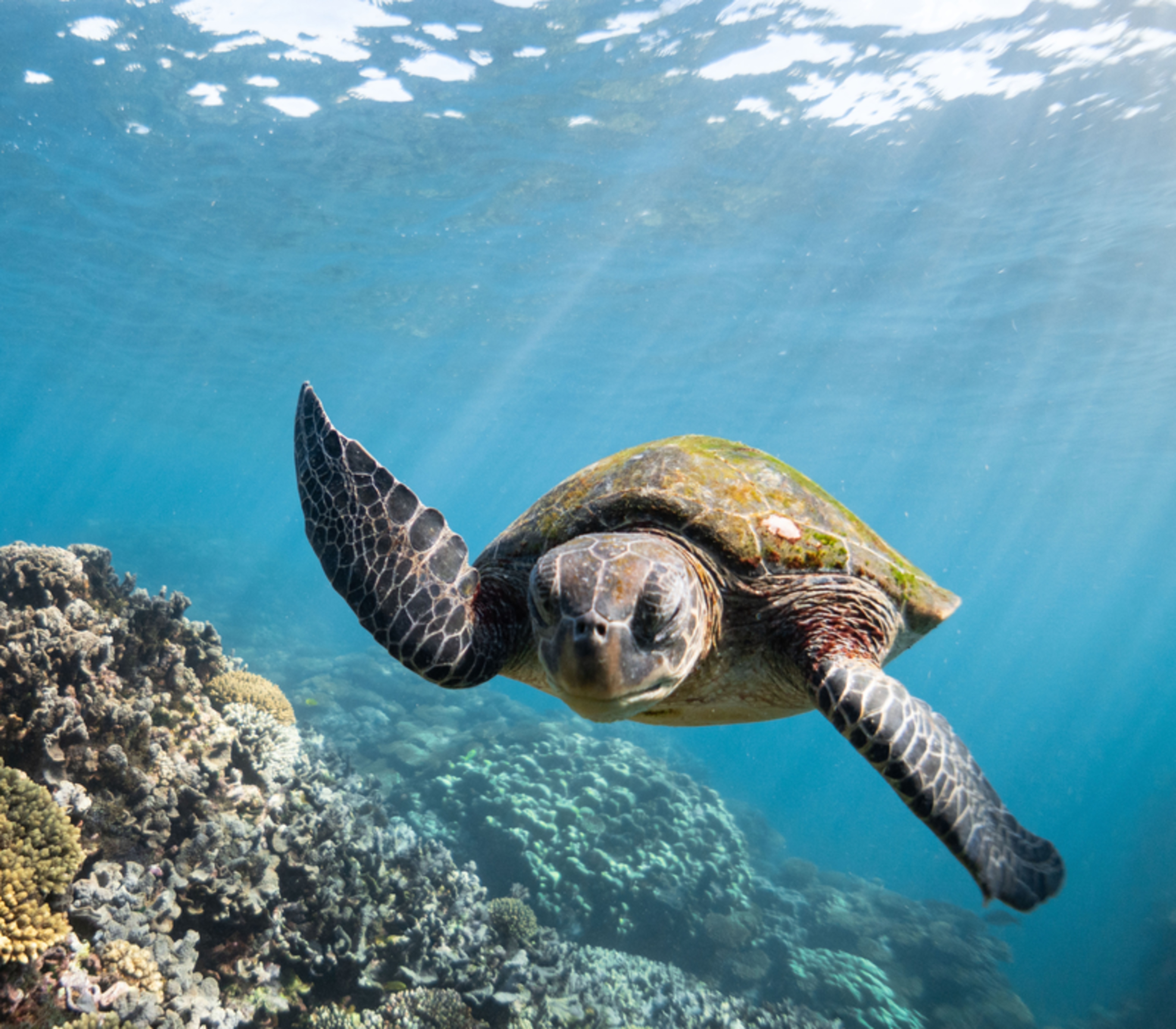 A sea turtle swims through clear blue water over a coral reef with sunbeams filtering from the surface.